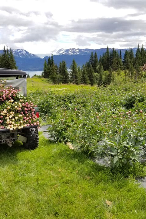 2026 Farm Tours-Event-Alaska Beauty Peony Coop-July 4-Alaska Beauty Peony Coop