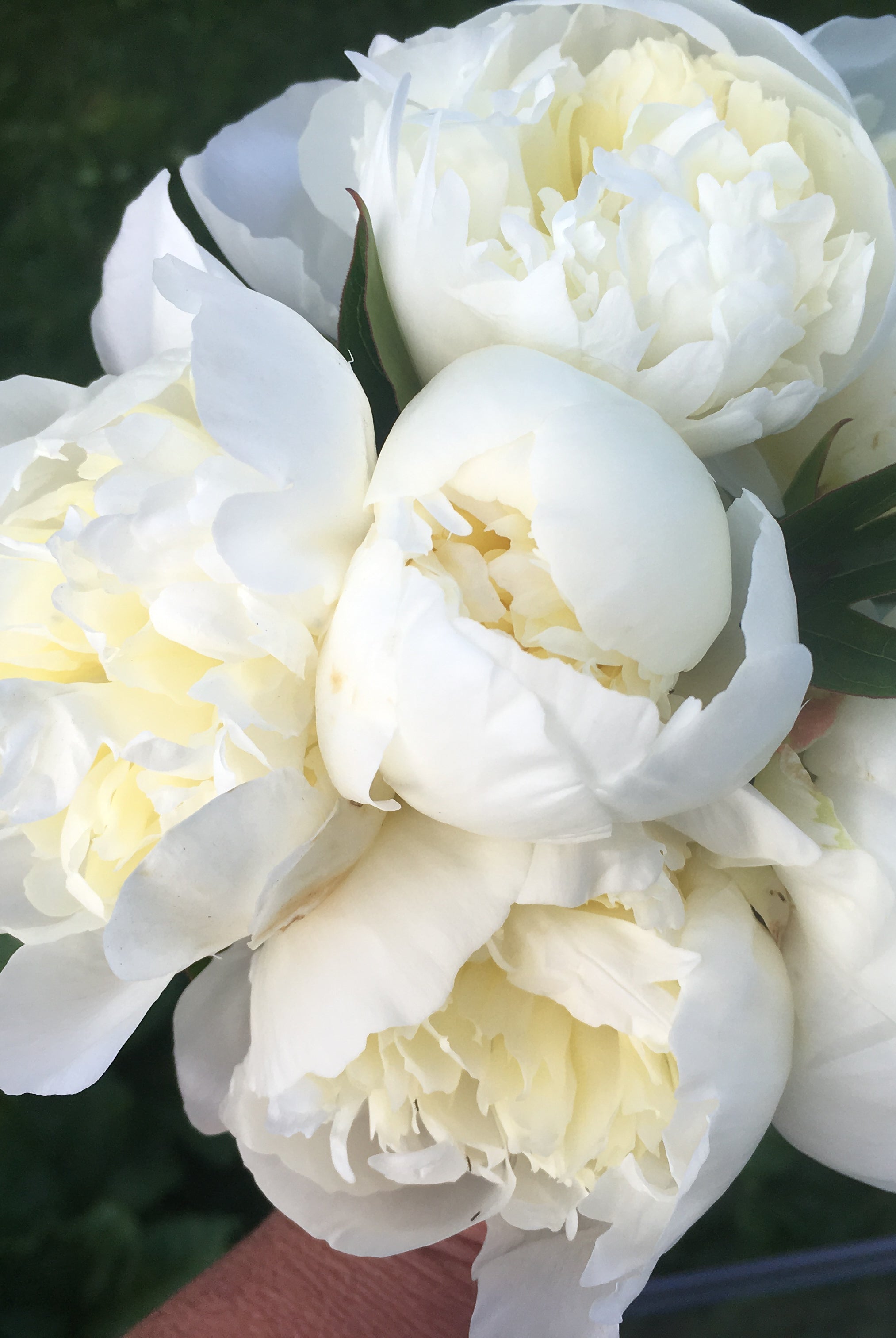 Duchesse de Nemours Peony Box - 25 Stems-Flower Box-Alaska Beauty Peony Coop-Alaska Beauty Peony Coop