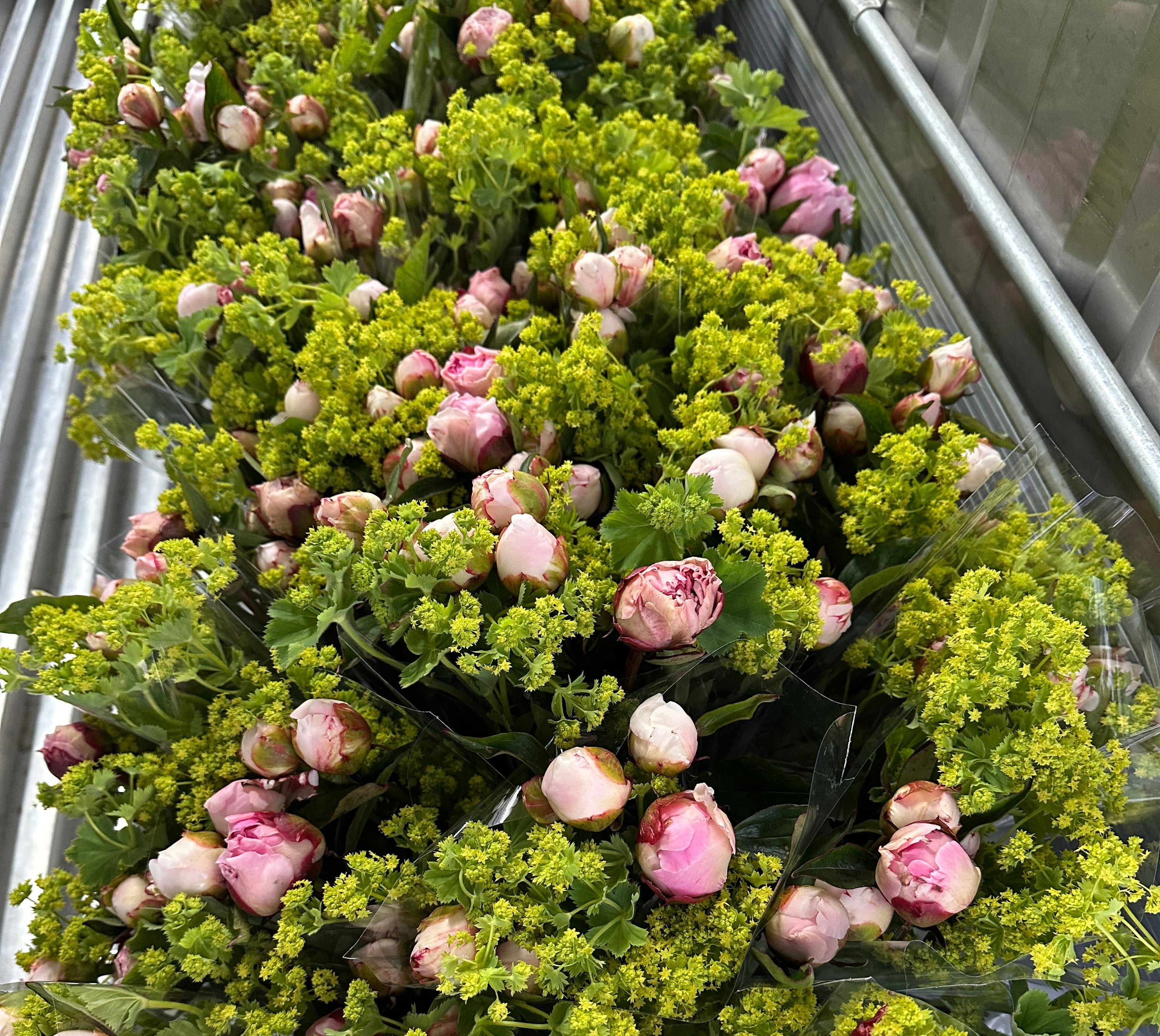2026 Flower Subscription | Homer Pick-Up Only-Subscription-Alaska Beauty Peony Coop-4 Weeks-July 3-Pick Up-Alaska Beauty Peony Coop