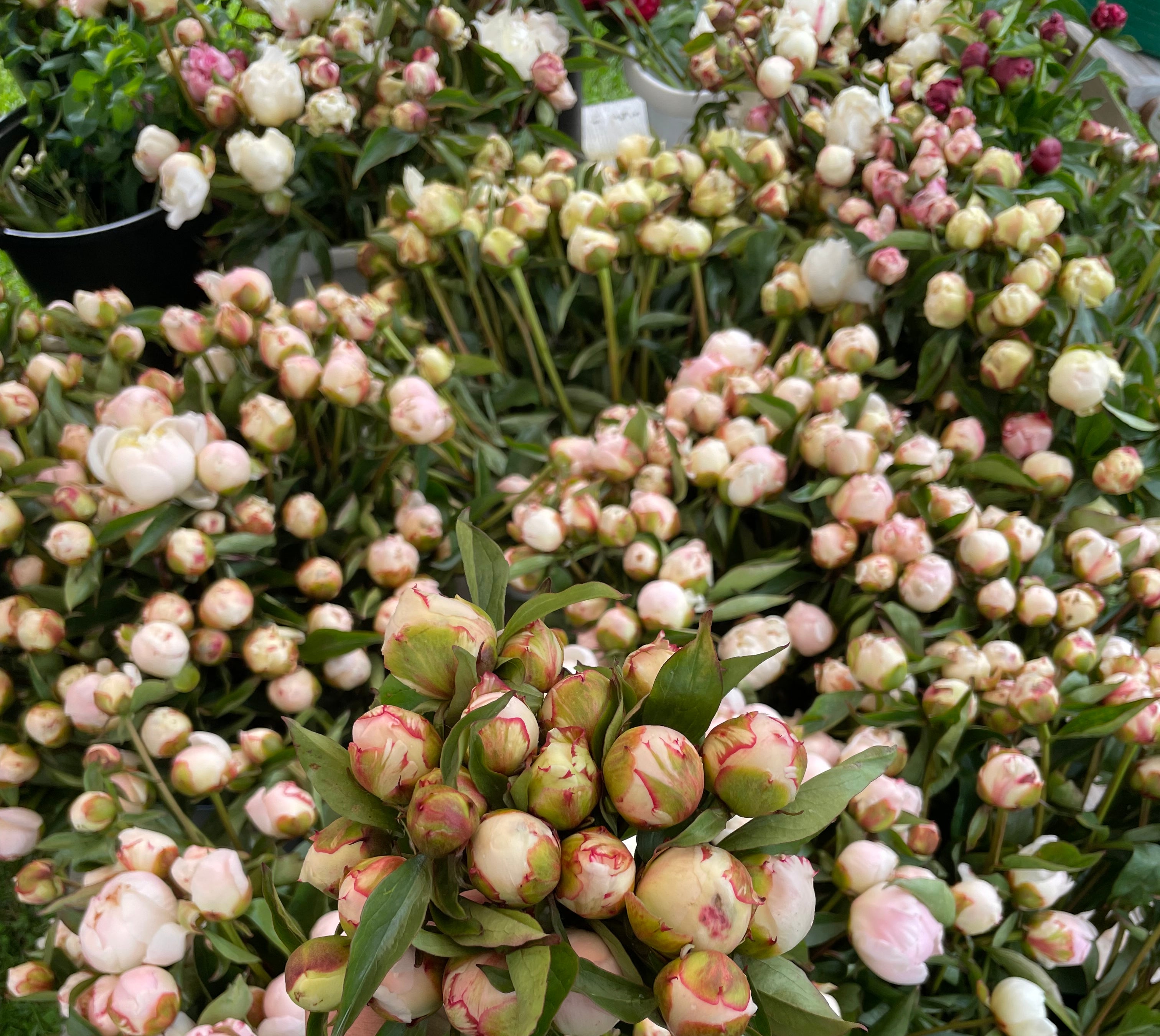 Wholesale Flower Box - 200 Standard Stems-Wholesale-Alaska Beauty Peony Coop-Alaska Beauty Peony Coop