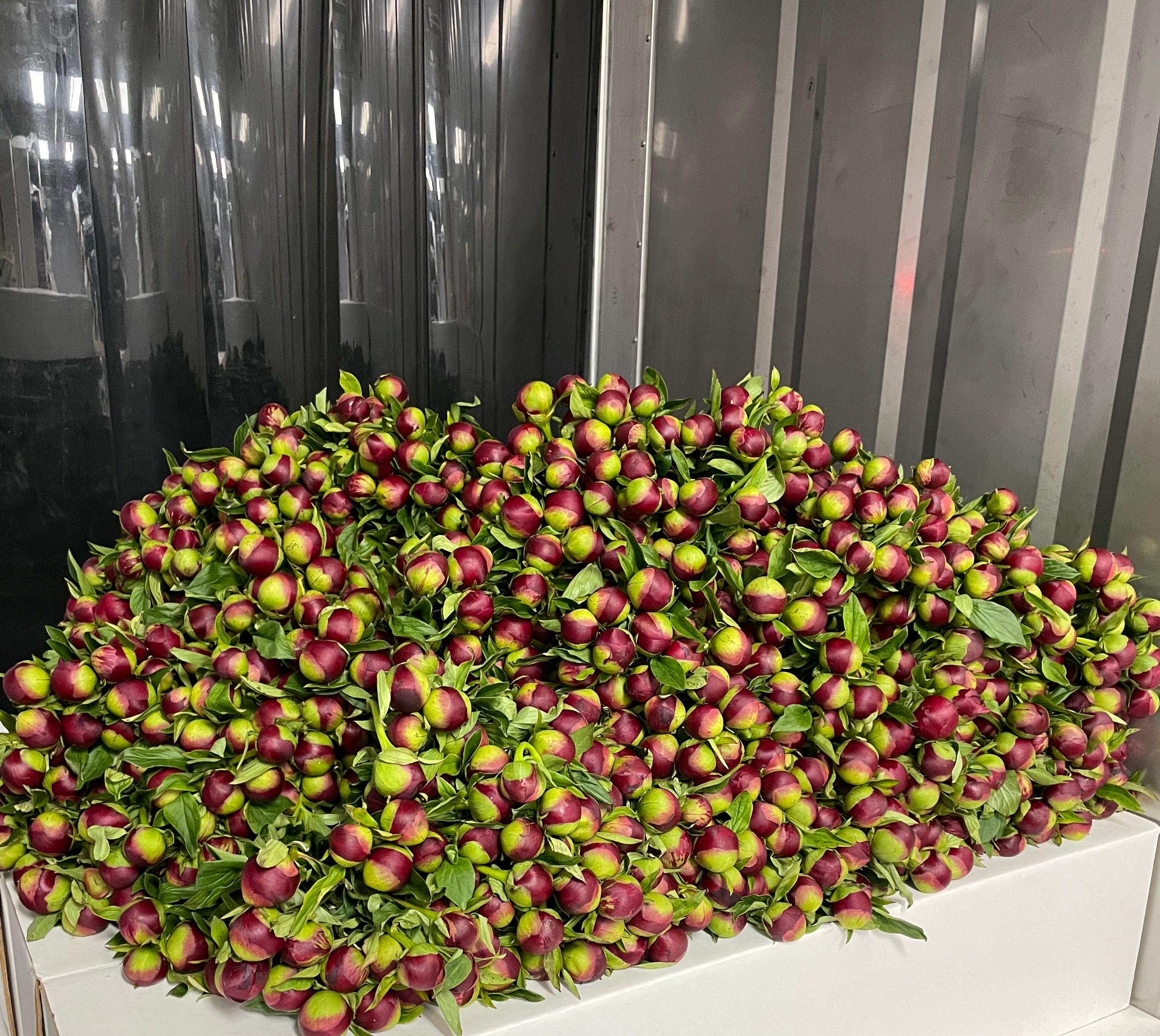 Wholesale Flower Box - 200 Standard Stems-Wholesale-Alaska Beauty Peony Coop-Alaska Beauty Peony Coop