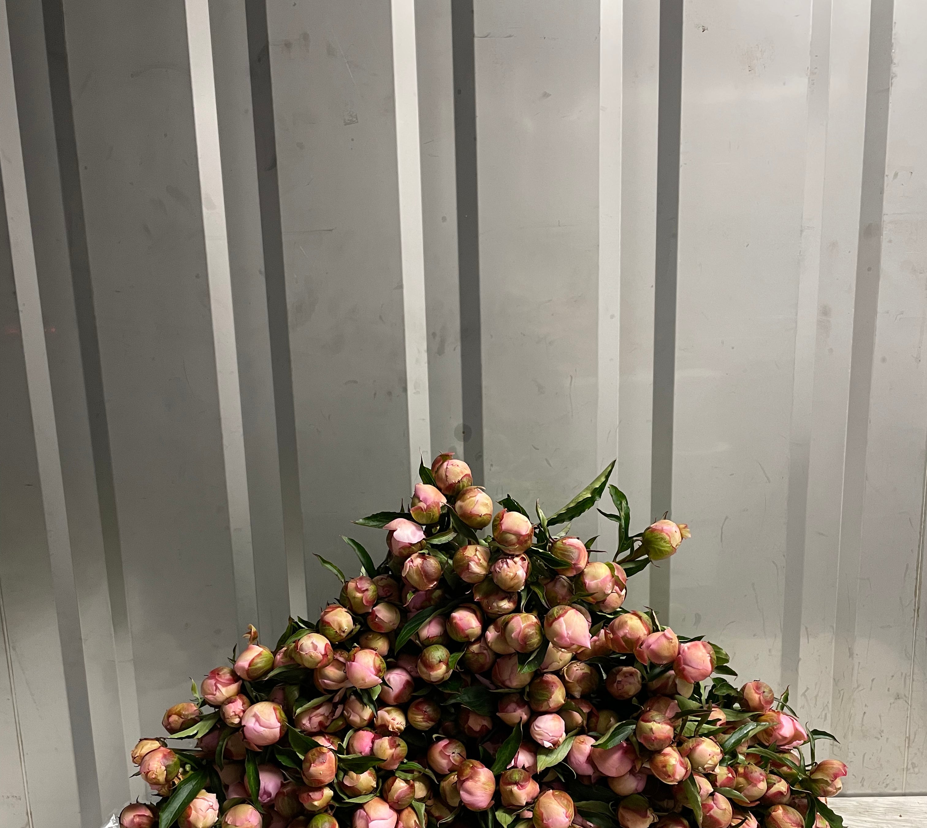 Wholesale Flower Box - 200 Standard Stems-Wholesale-Alaska Beauty Peony Coop-Alaska Beauty Peony Coop