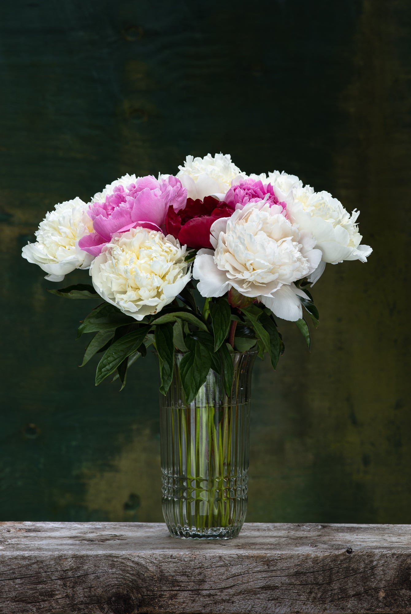 Farmer's Choice Box-Flower Box-Alaska Beauty Peony Coop-50 Stems-Premium-Alaska Beauty Peony Coop