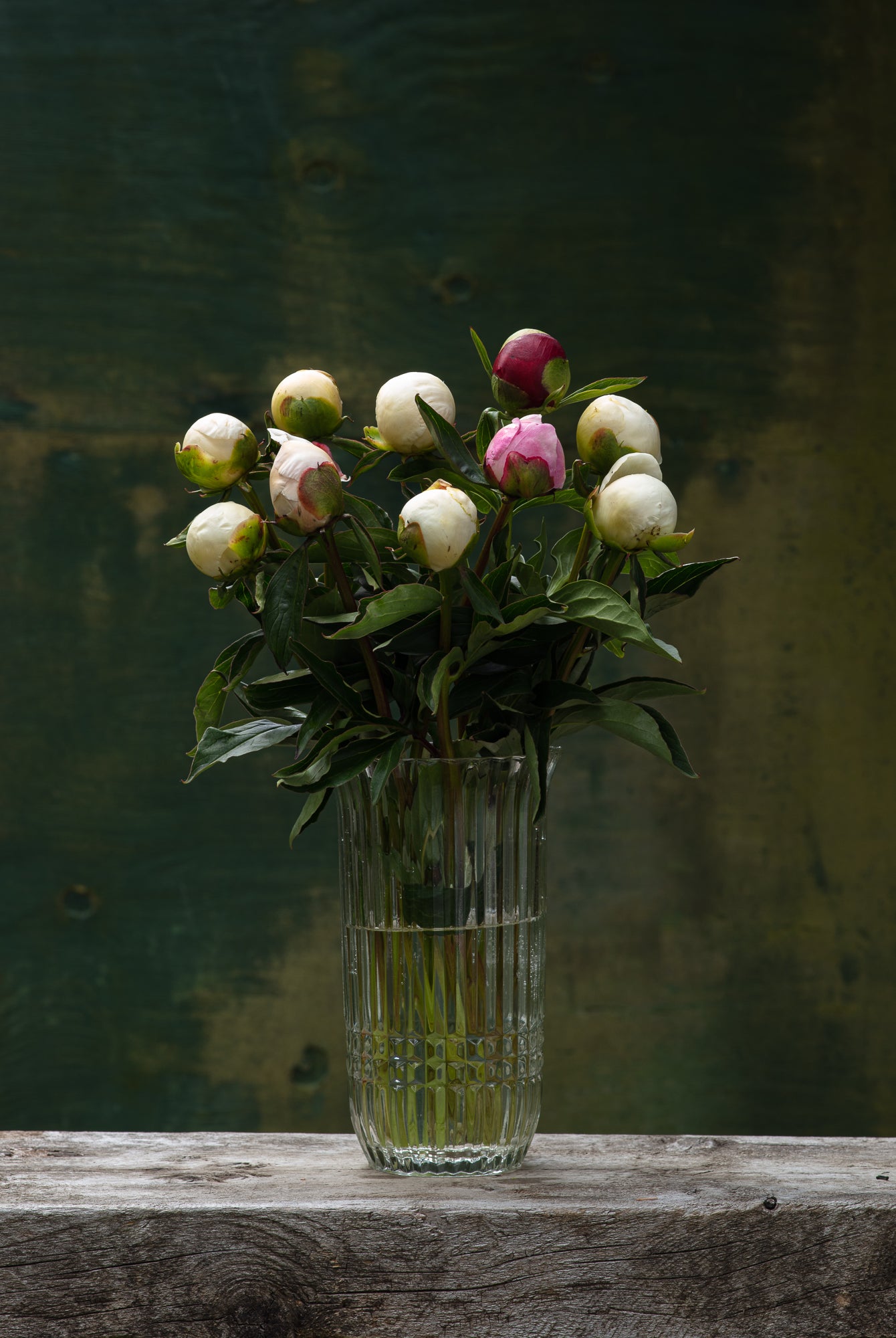 Farmer's Choice Box-Flower Box-Alaska Beauty Peony Coop-50 Stems-Premium-Alaska Beauty Peony Coop