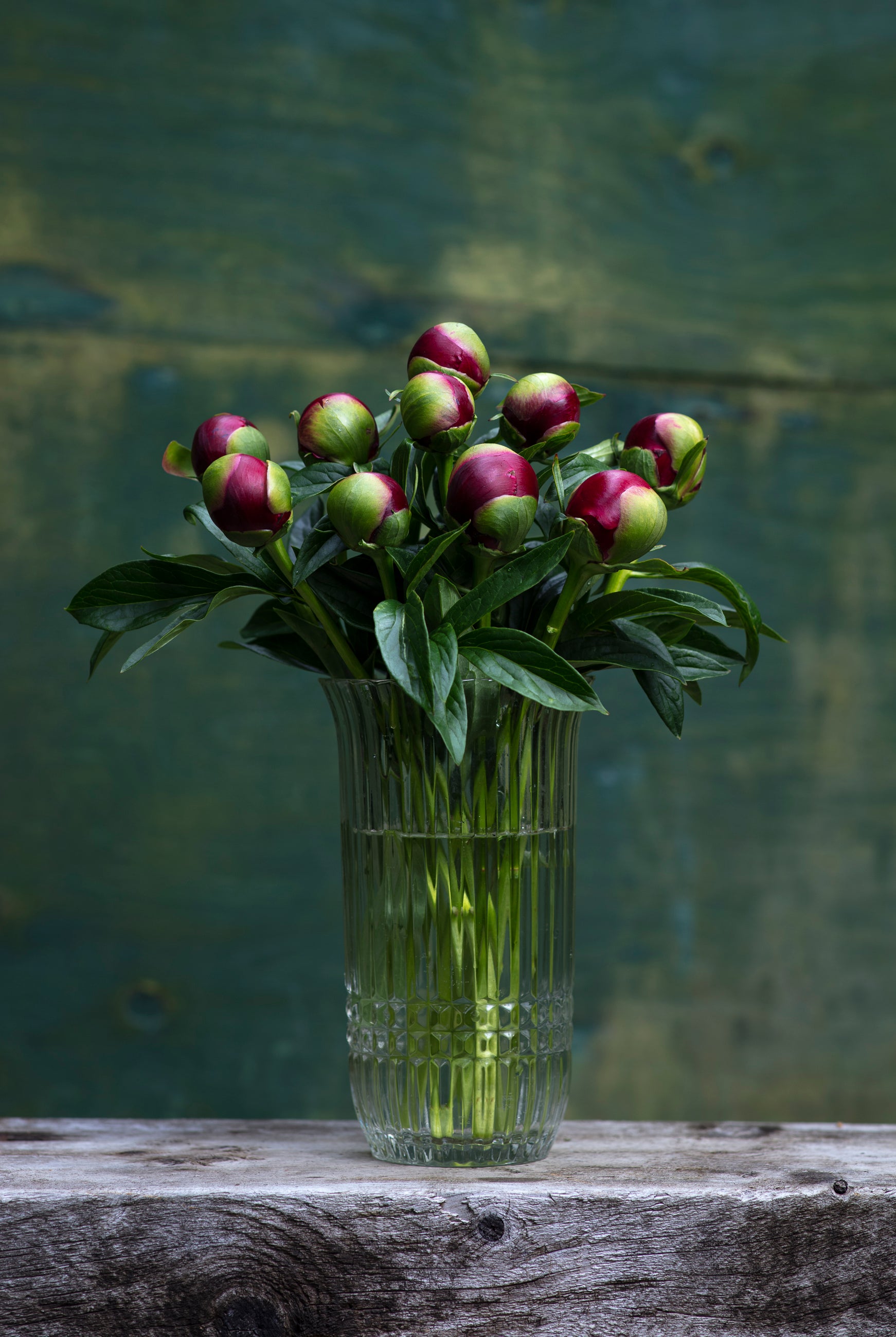 Red Peony Box-Flower Box-Alaska Beauty Peony Coop-25 Stems-Standard-Alaska Beauty Peony Coop