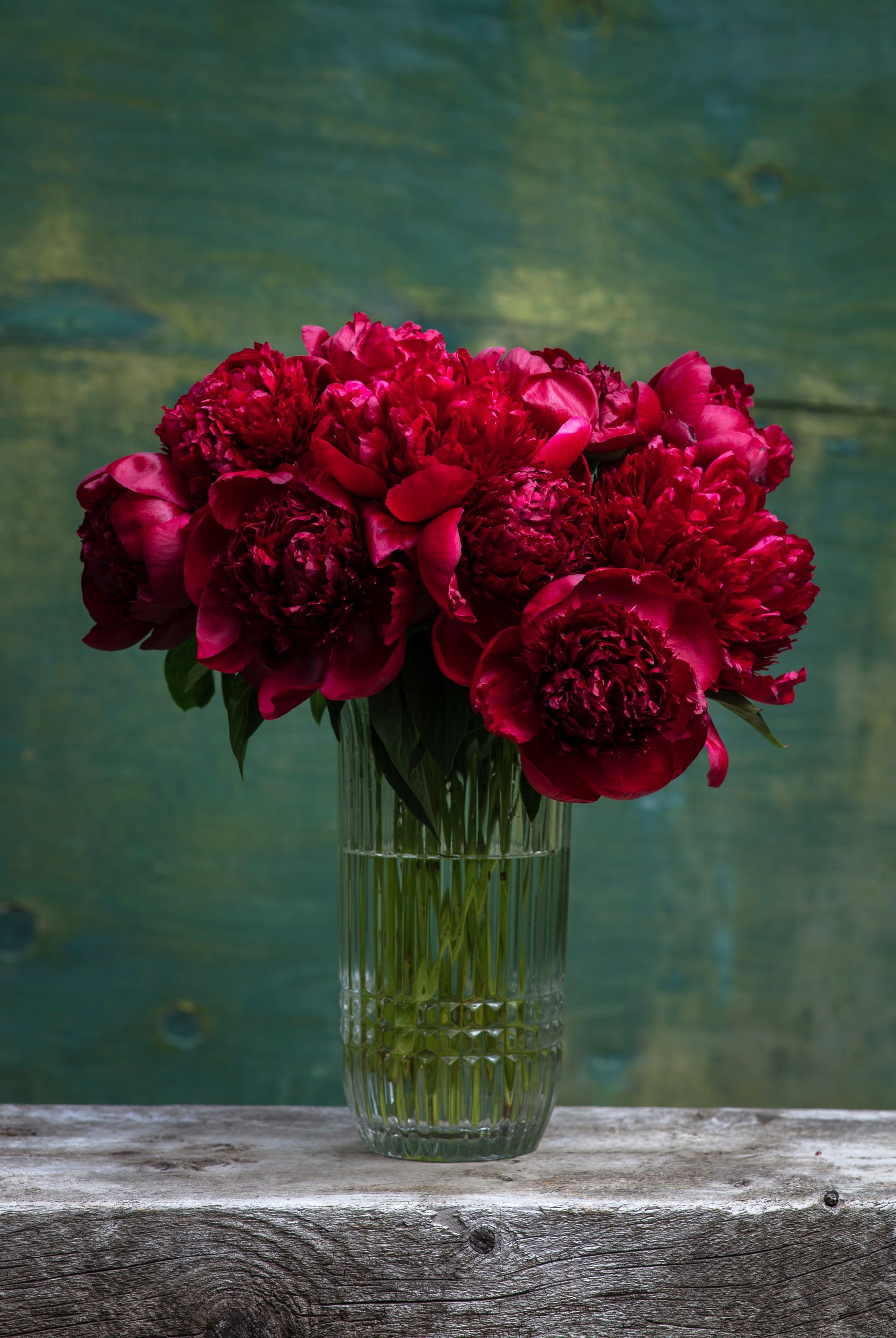 Red Peony Box-Flower Box-Alaska Beauty Peony Coop-25 Stems-Standard-Alaska Beauty Peony Coop