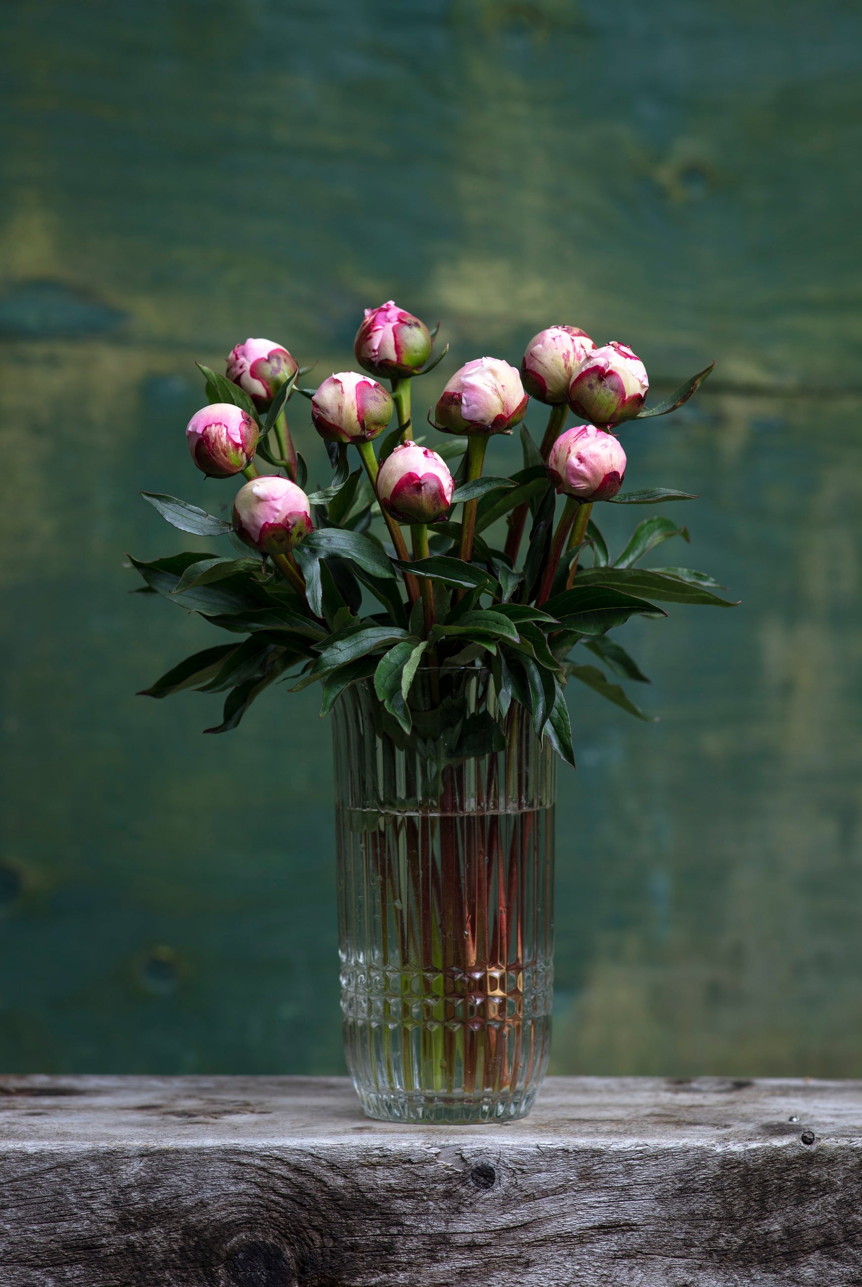 Pink Peony Box-Flower Box-Alaska Beauty Peony Coop-25 Stems-Standard-Alaska Beauty Peony Coop