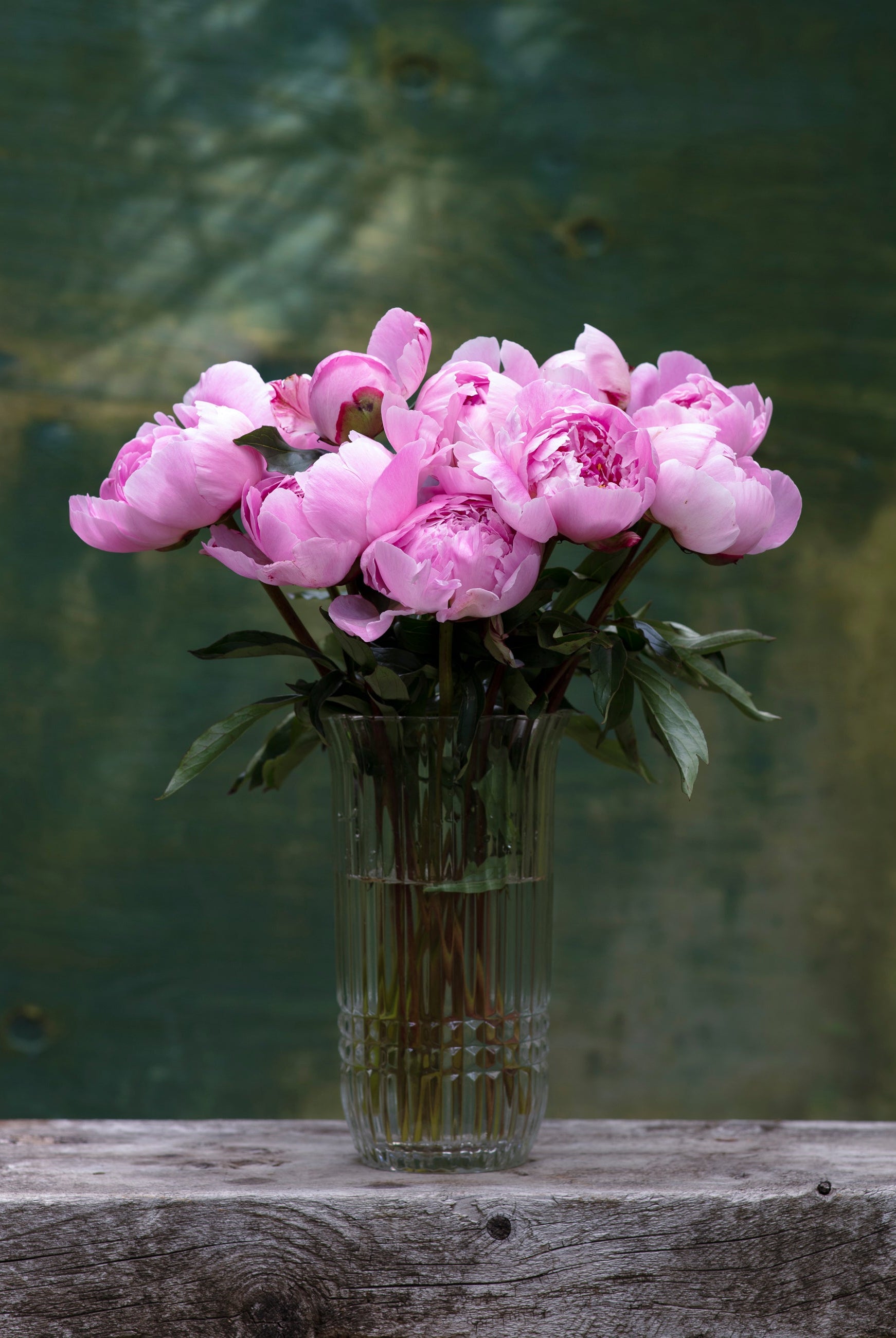 Pink Peony Box-Flower Box-Alaska Beauty Peony Coop-25 Stems-Standard-Alaska Beauty Peony Coop