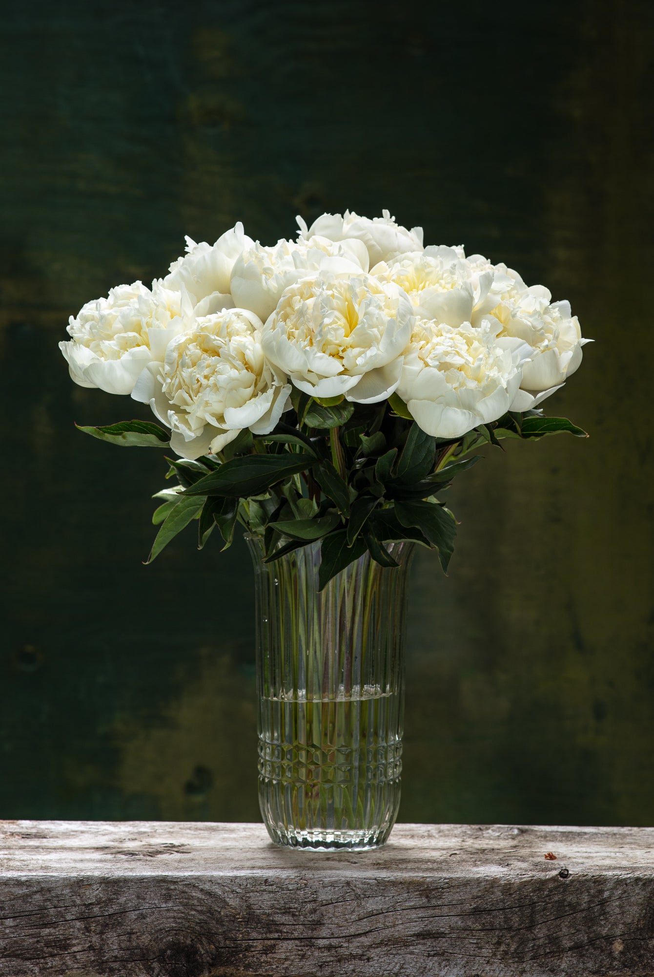 Duchesse de Nemours Peony Box - 25 Stems-Flower Box-Alaska Beauty Peony Coop-Alaska Beauty Peony Coop