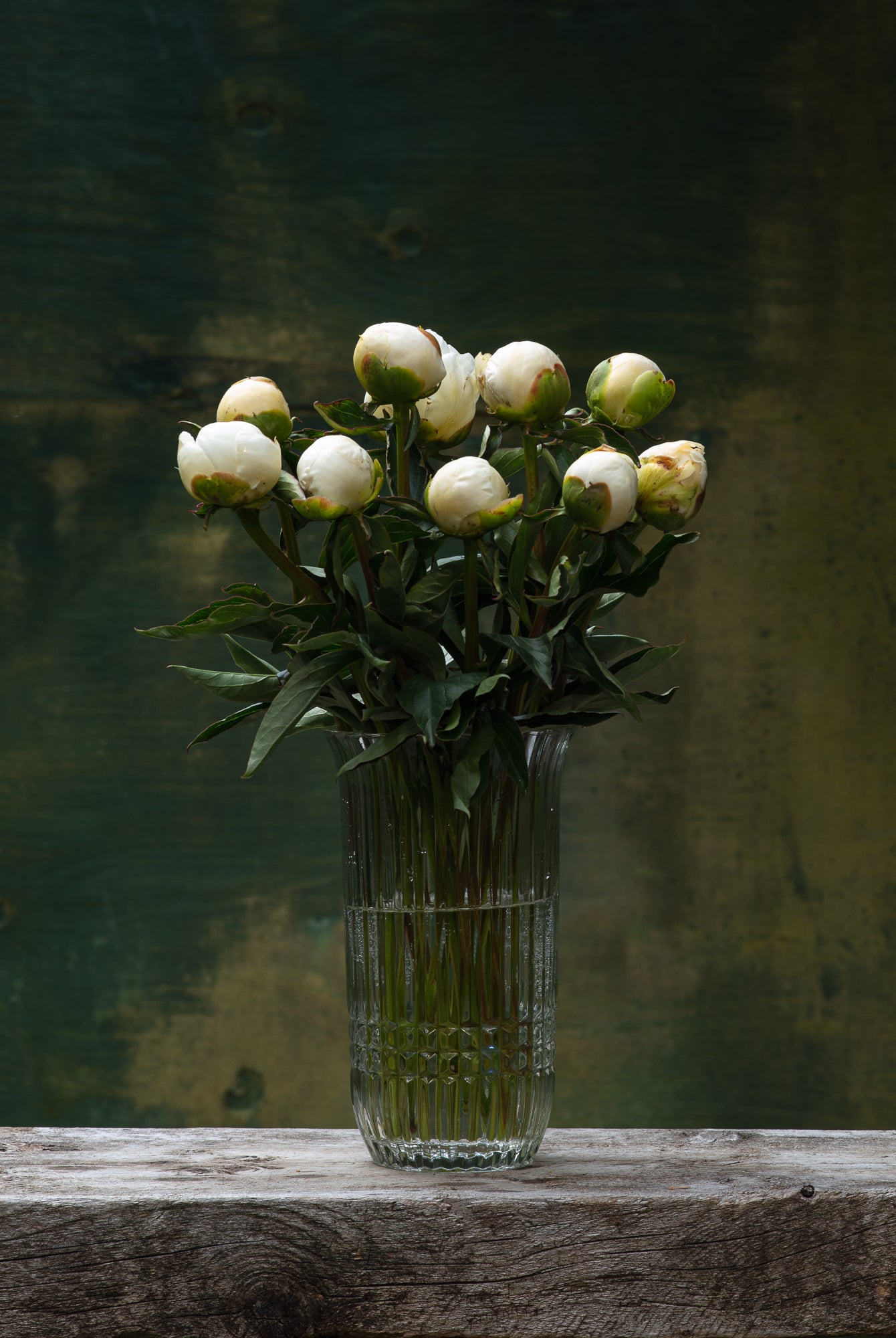 Duchesse de Nemours Peony Box - 25 Stems-Flower Box-Alaska Beauty Peony Coop-Alaska Beauty Peony Coop