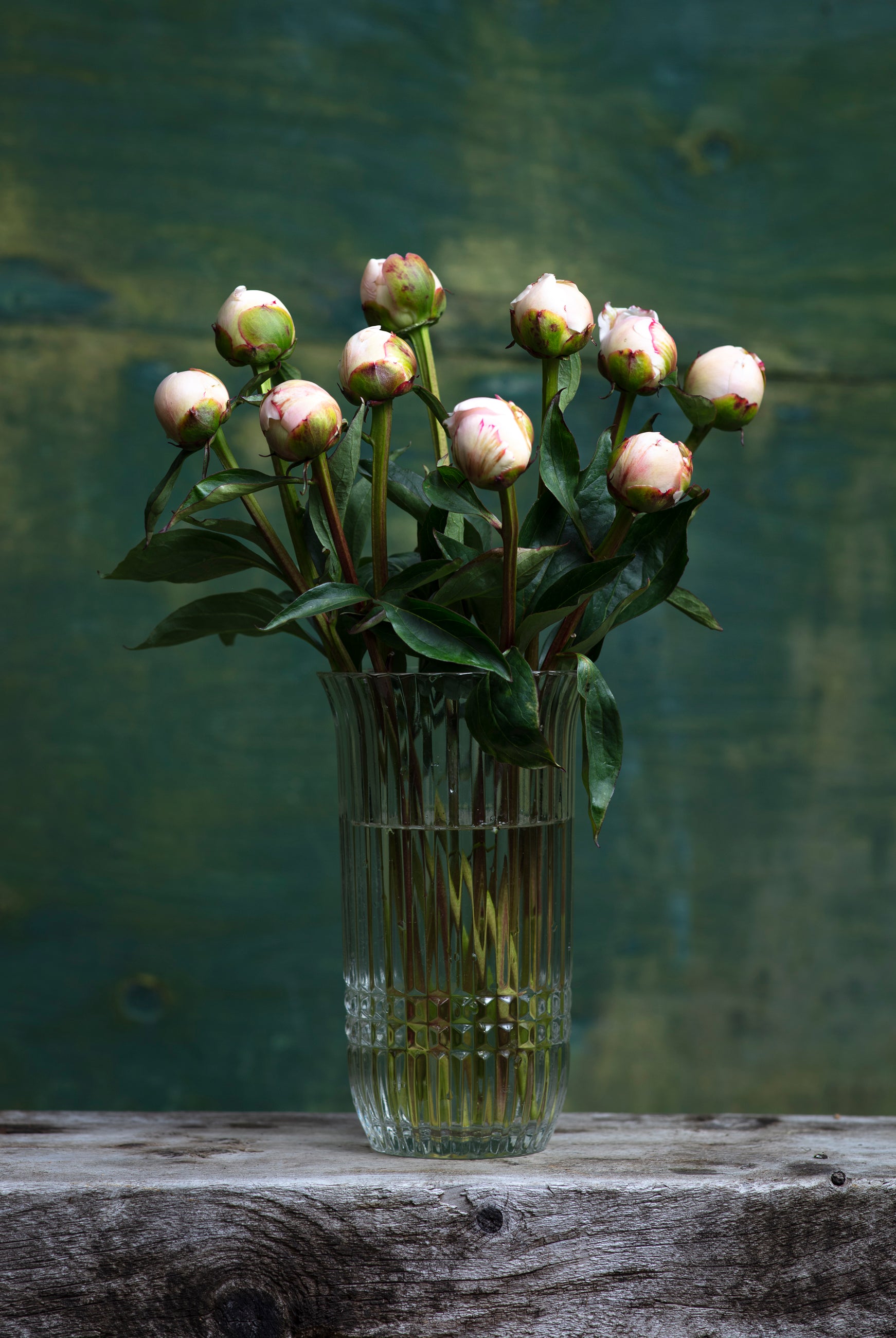 Blush Peony Box-Flower Box-Alaska Beauty Peony Coop-Alaska Beauty Peony Coop