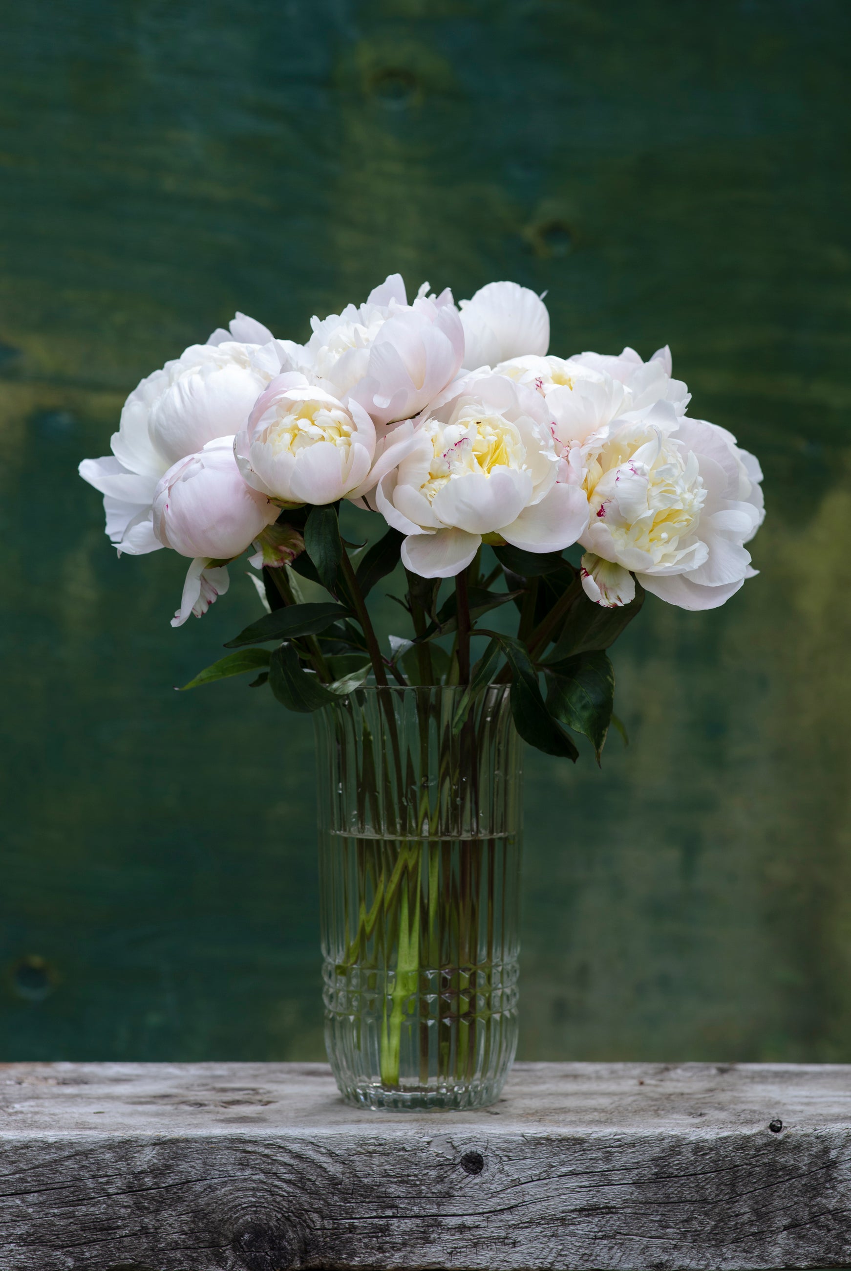 Blush Peony Box-Flower Box-Alaska Beauty Peony Coop-Alaska Beauty Peony Coop
