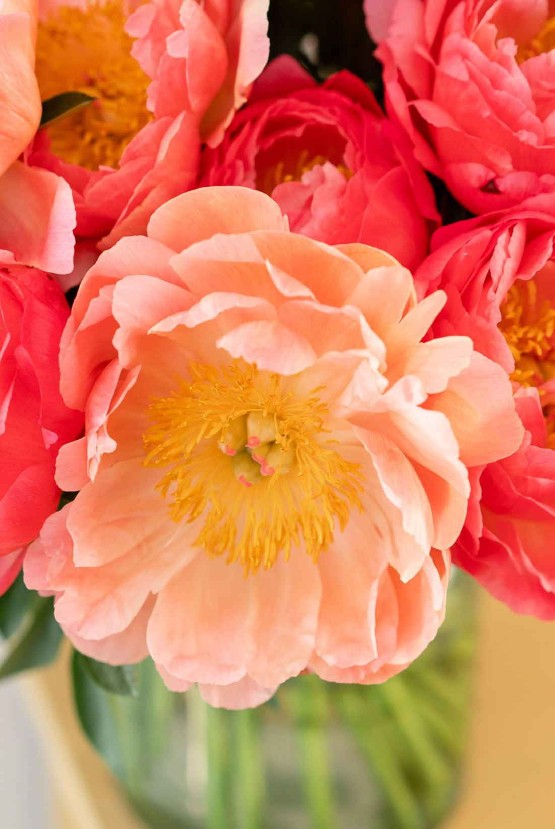 Coral Peony Box - 10 Stems-Flower Box-Alaska Beauty Peony Coop-Alaska Beauty Peony Coop