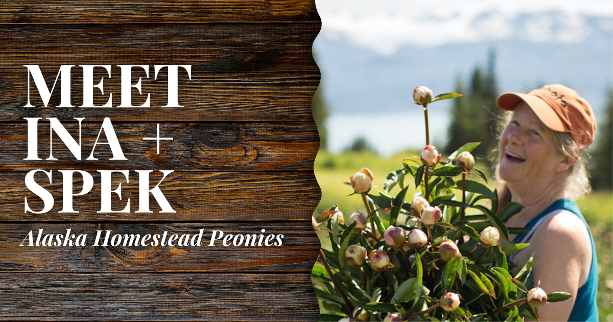 Alaska Homestead Peonies | Ina + Spek | Blog Cover | Alaska Beauty Peony Cooperative | Homer, AK