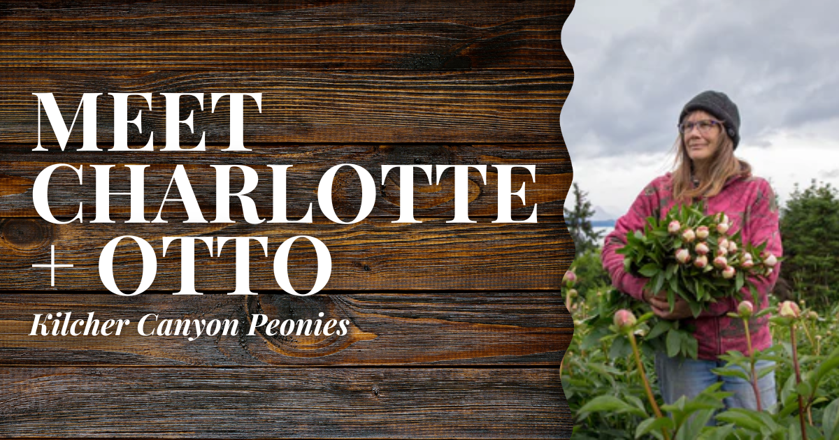 Kilcher Canyon Peonies // Charlotte + Otto | Mobile Blog Banner | Alaska Beauty Peony Cooperative | Homer, AK