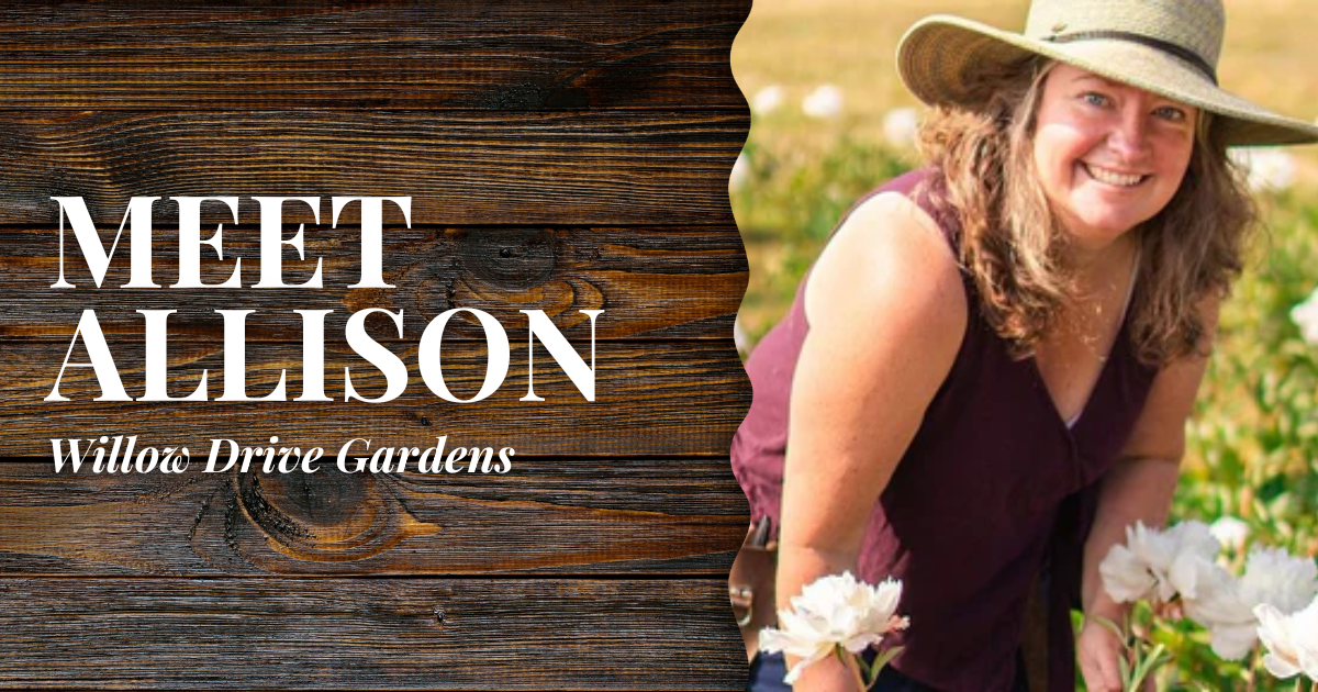 Willow Drive Gardens // Allison | Alaska Beauty Peony Cooperative | Homer, AK