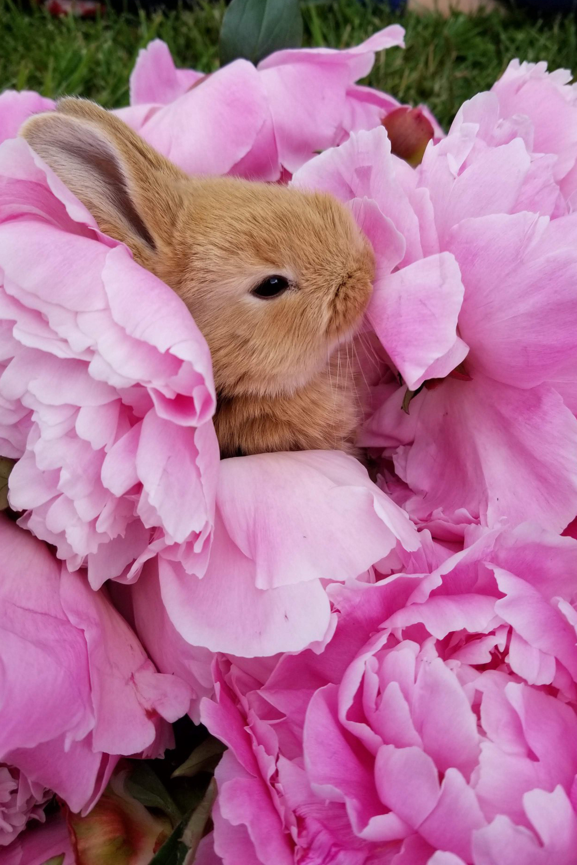 Flower Boxes Collection | Alaska Beauty Peony Cooperative | Homer, AK
