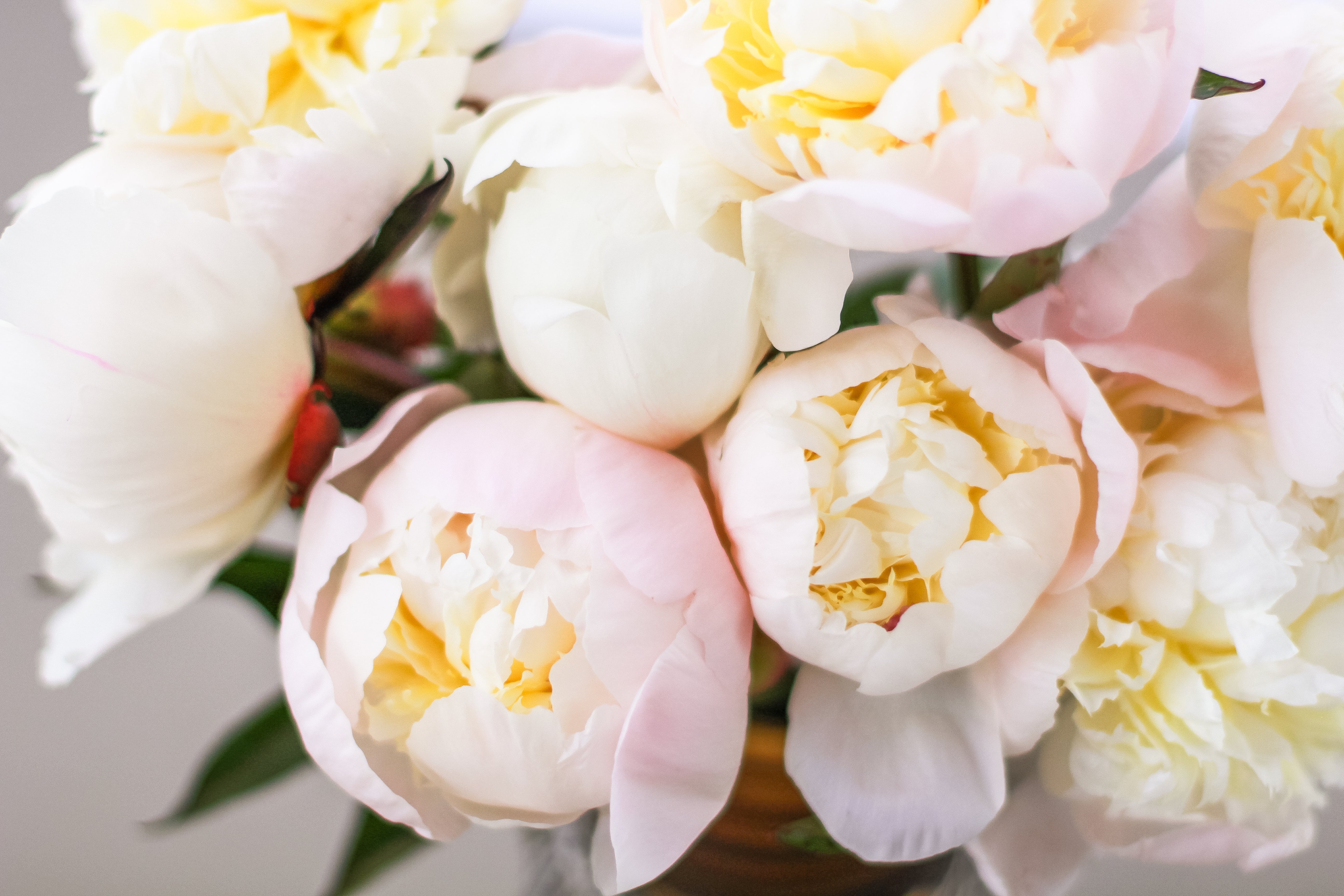 Just Amalia Olson - 25 Stems