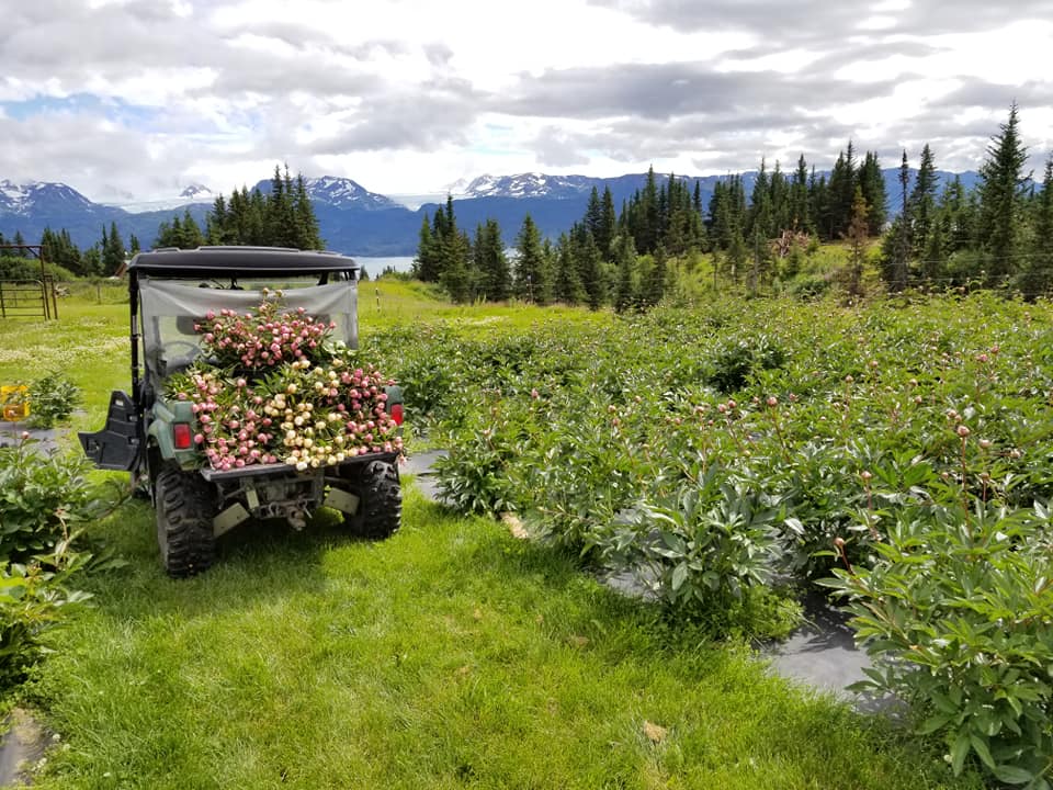2026 Farm Tours-Event-Alaska Beauty Peony Coop-July 4-Alaska Beauty Peony Coop