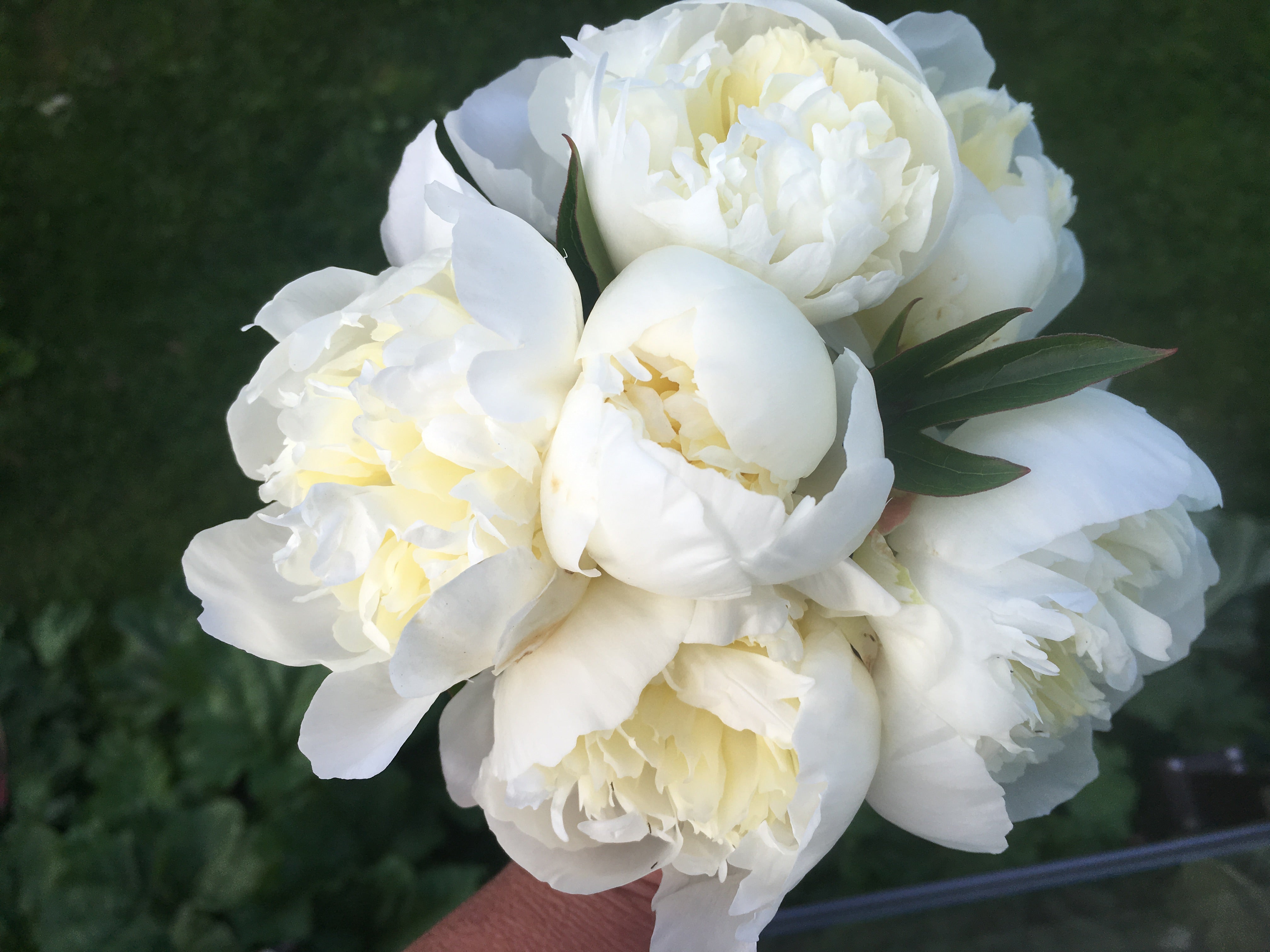 Duchesse de Nemours Peony Box - 25 Stems-Flower Box-Alaska Beauty Peony Coop-Alaska Beauty Peony Coop