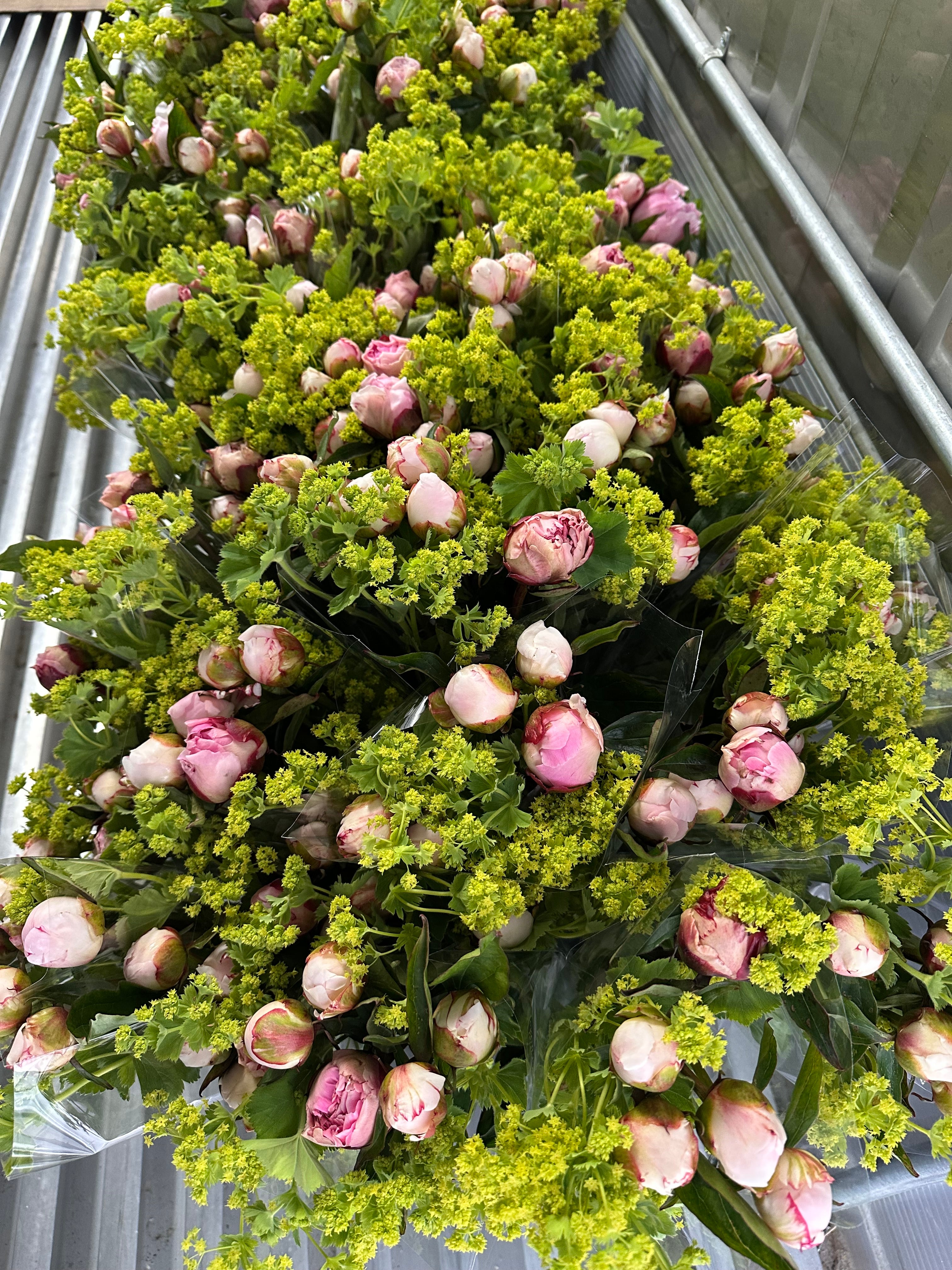 2026 Flower Subscription | Homer Pick-Up Only-Subscription-Alaska Beauty Peony Coop-4 Weeks-July 3-Pick Up-Alaska Beauty Peony Coop