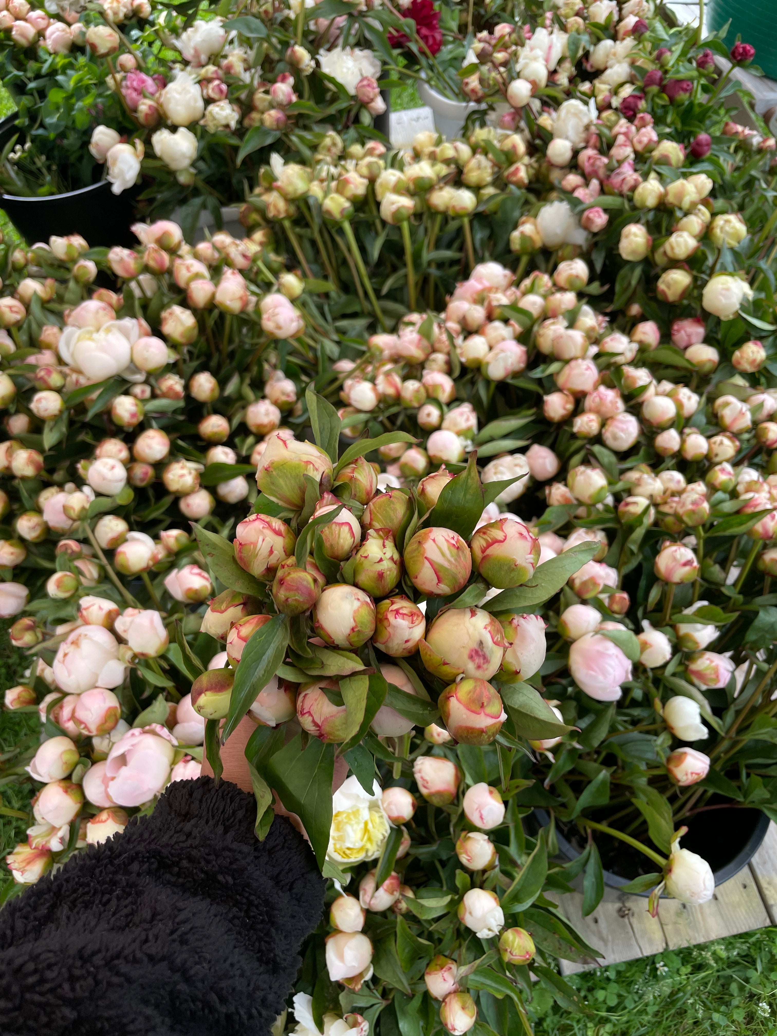 Wholesale Flower Box - 200 Standard Stems-Wholesale-Alaska Beauty Peony Coop-Alaska Beauty Peony Coop
