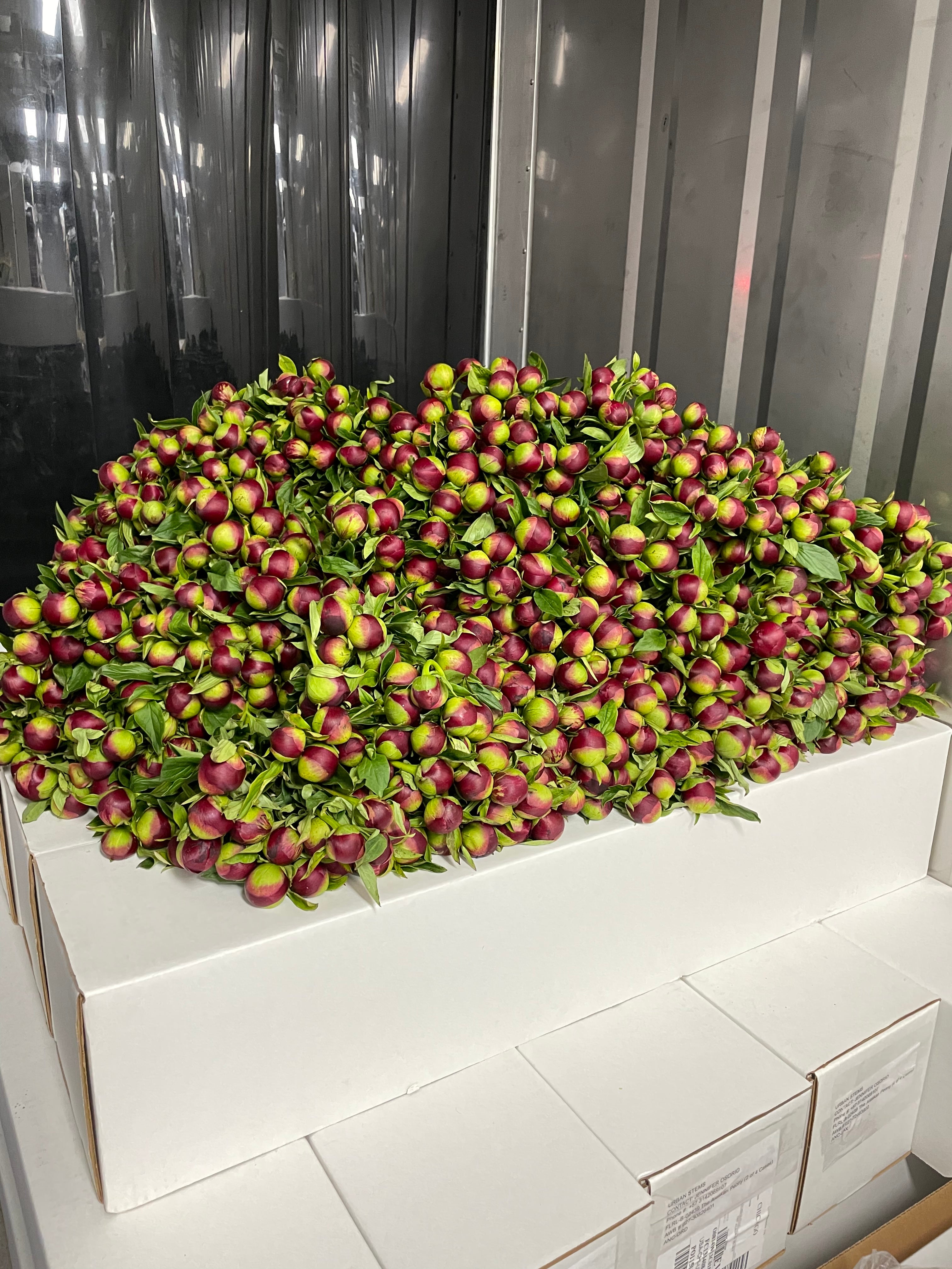Wholesale Flower Box - 200 Standard Stems-Wholesale-Alaska Beauty Peony Coop-Alaska Beauty Peony Coop