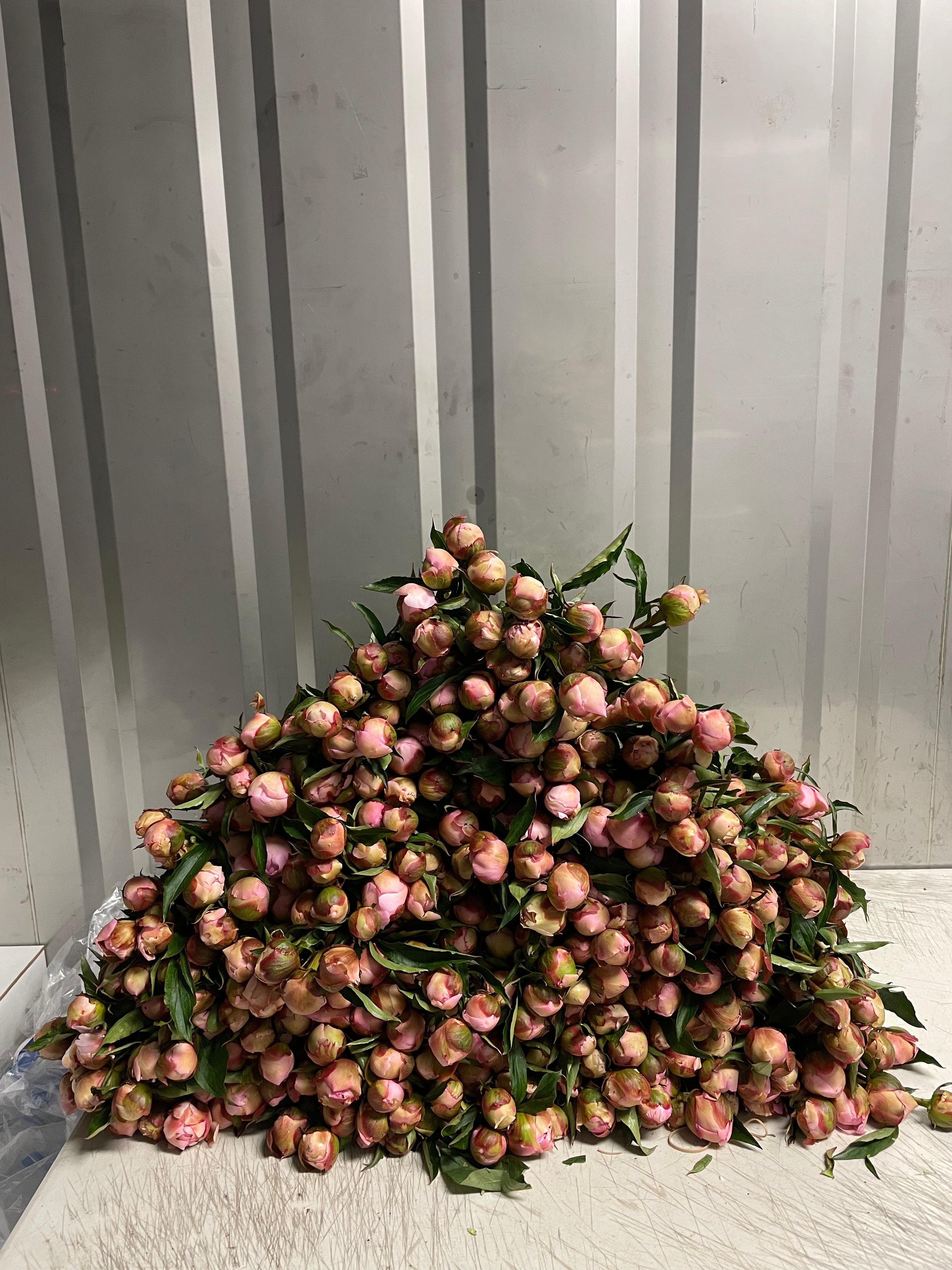 Wholesale Flower Box - 200 Standard Stems-Wholesale-Alaska Beauty Peony Coop-Alaska Beauty Peony Coop