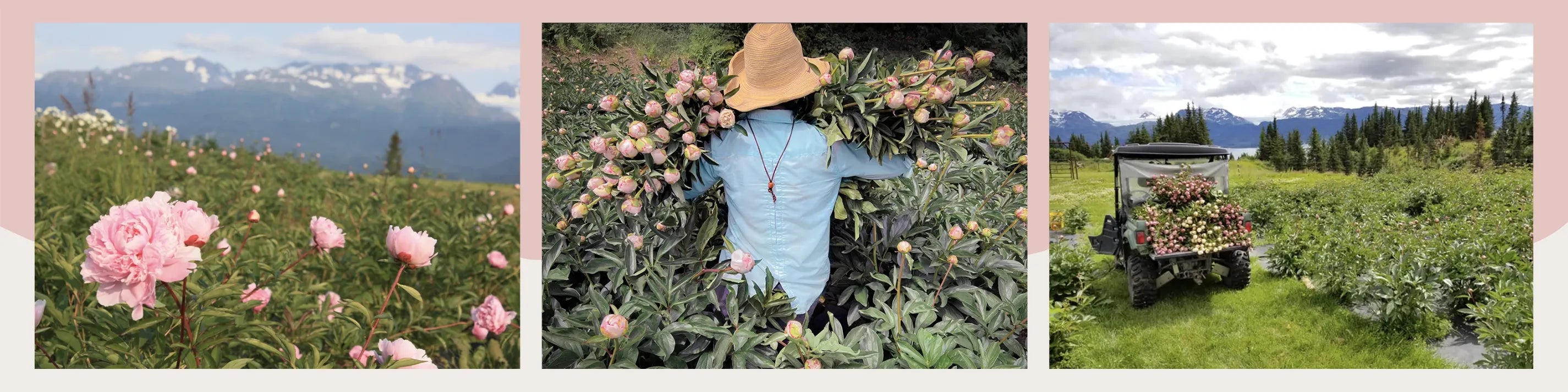 Collage of three scenic images: mountains, a person in a field with flowers, and a vehicle with flowers | Alaska Beauty Peony Cooperative | Homer, AK