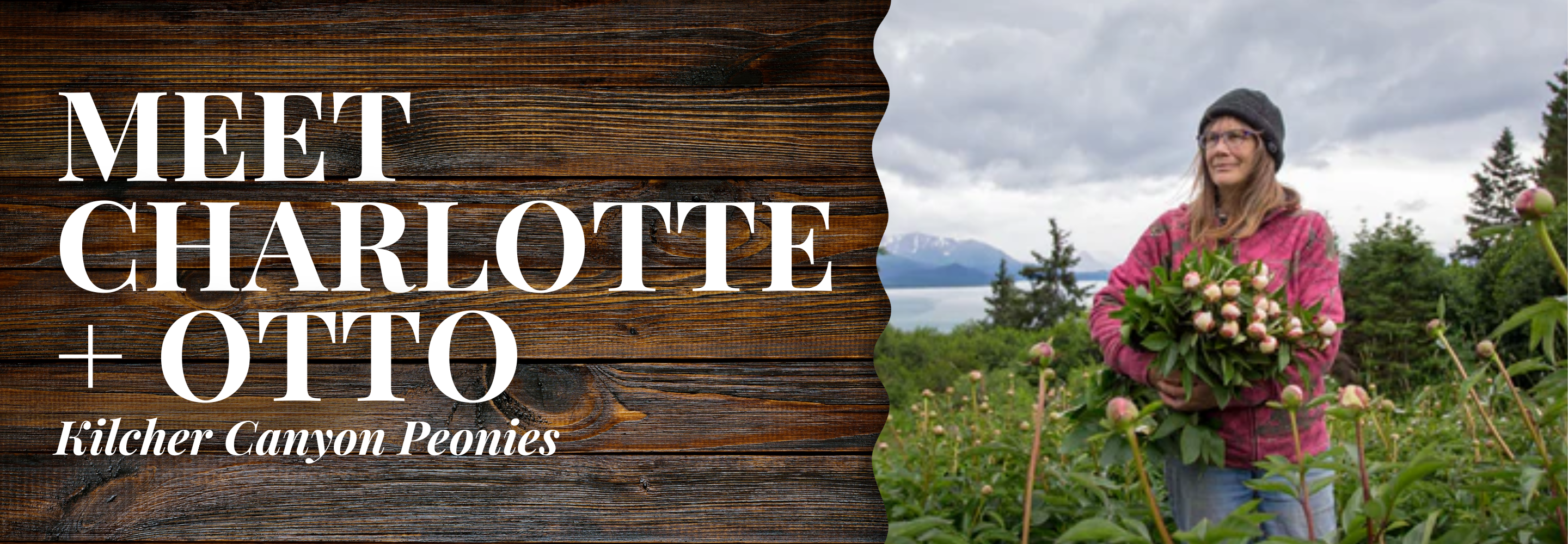 Kilcher Canyon Peonies // Charlotte + Otto | Desktop Blog Banner | Alaska Beauty Peony Cooperative | Homer, AK