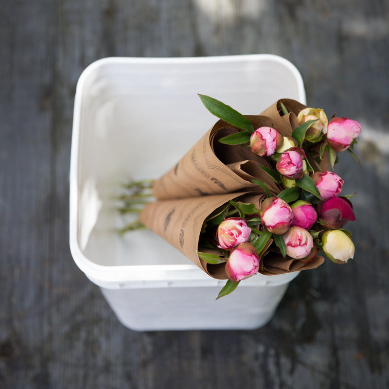 Bucket Deposit-Flowers-Alaska Beauty Peony Coop-Alaska Beauty Peony Coop