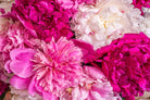 Alaska Mix - 13 Stems-Flower Box-Alaska Beauty Peony Coop-Alaska Beauty Peony Coop