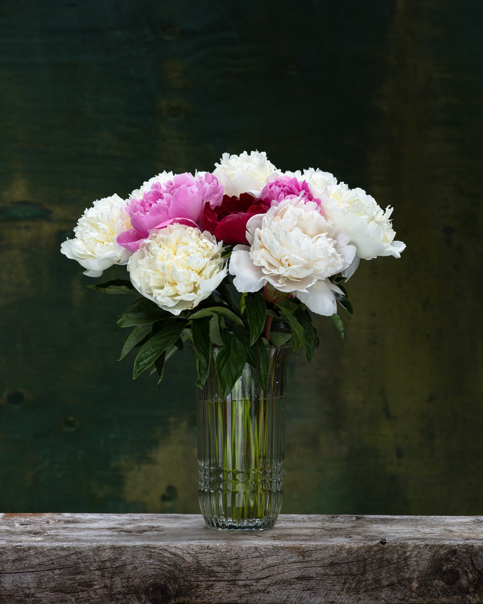 Farmer's Choice Box-Flower Box-Alaska Beauty Peony Coop-50 Stems-Premium-Alaska Beauty Peony Coop