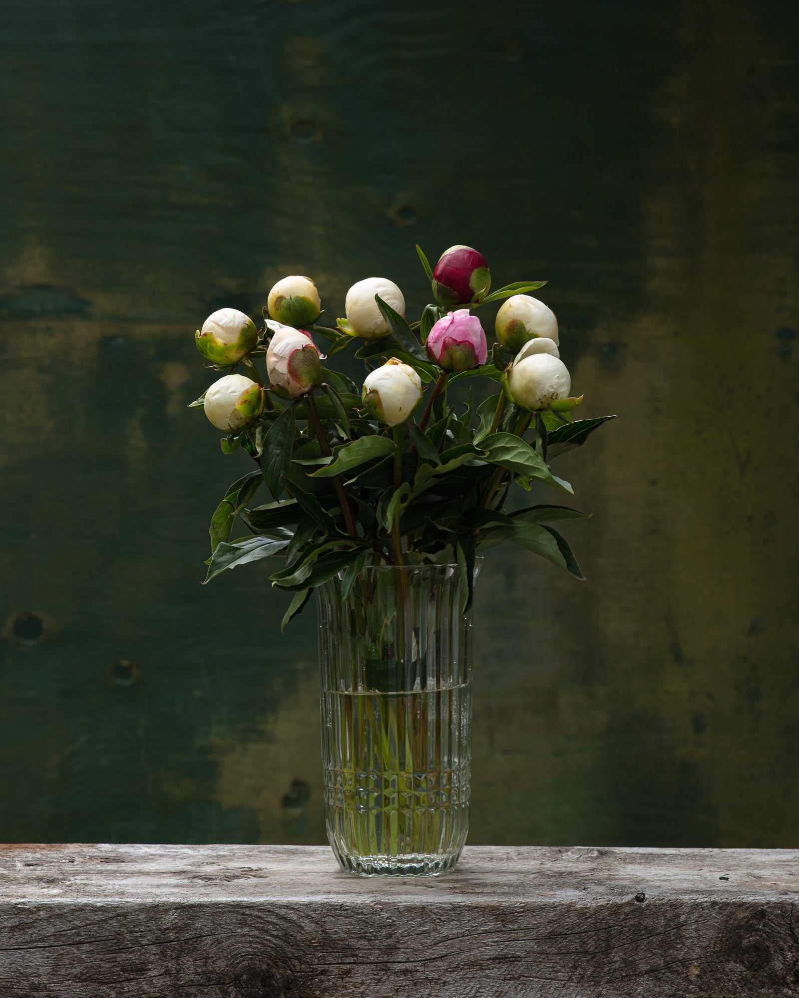 Farmer's Choice Box-Flower Box-Alaska Beauty Peony Coop-50 Stems-Premium-Alaska Beauty Peony Coop