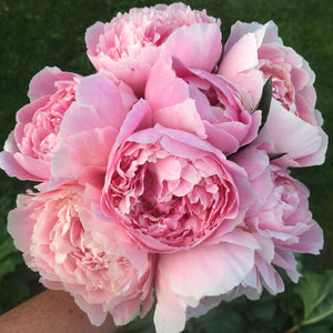 
                  
                    Load image into Gallery viewer, Pastel Petites - 50 Stems
                  
                