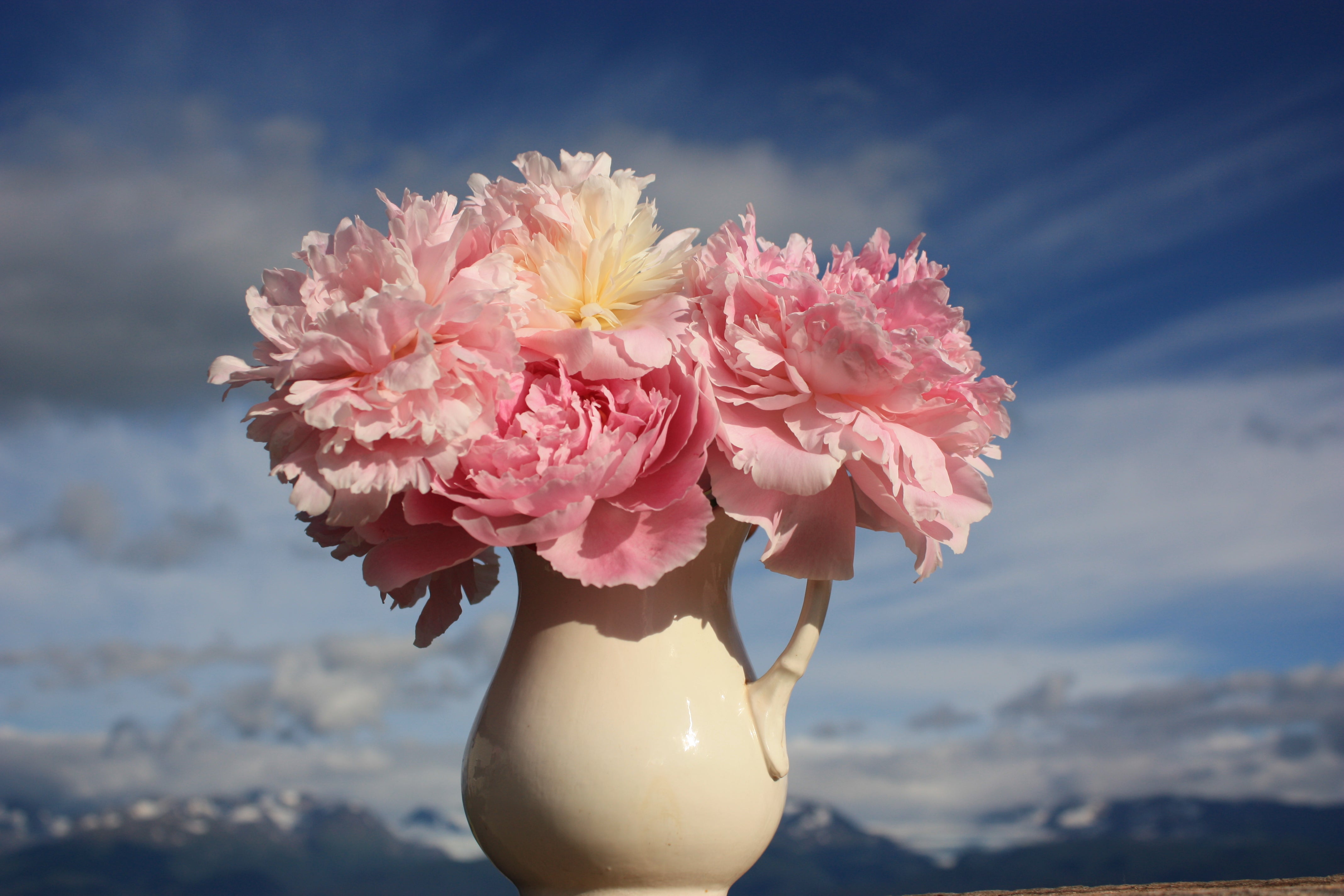 Pastel Petites - 50 Stems-Flower Box-Alaska Beauty Peony Coop-Alaska Beauty Peony Coop