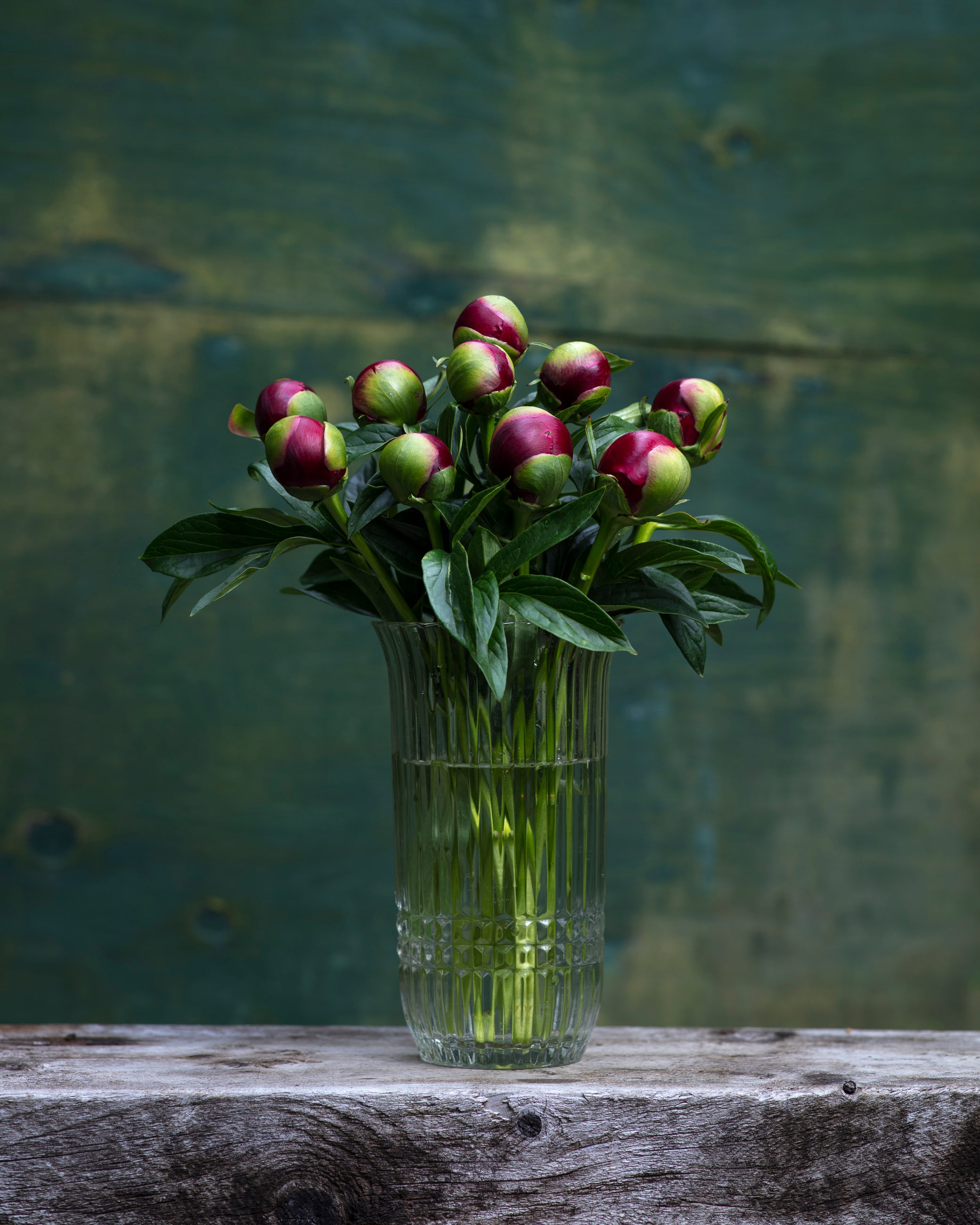 Red Peony Box-Flower Box-Alaska Beauty Peony Coop-25 Stems-Standard-Alaska Beauty Peony Coop