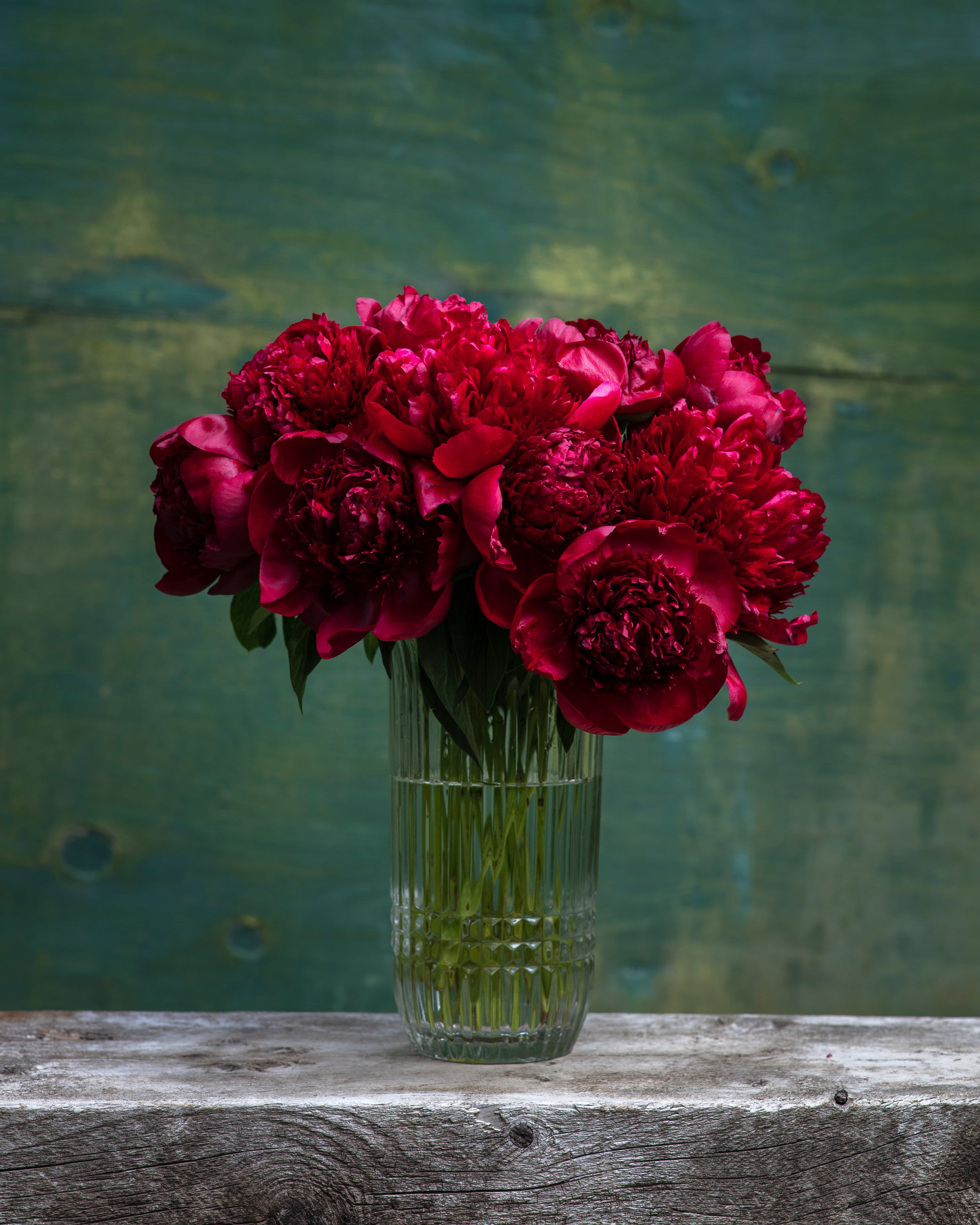 Red Peony Box-Flower Box-Alaska Beauty Peony Coop-25 Stems-Standard-Alaska Beauty Peony Coop