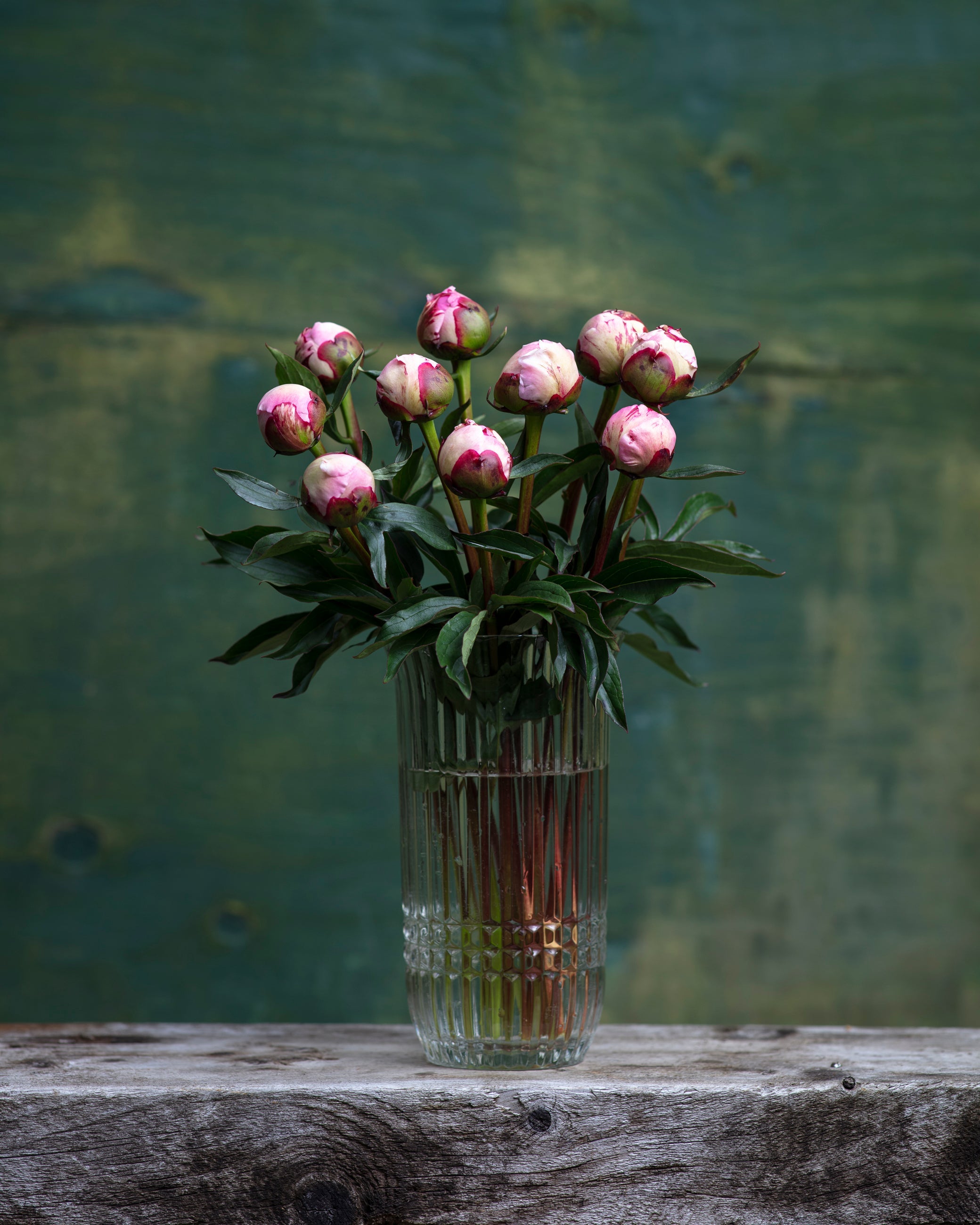 Pink Peony Box-Flower Box-Alaska Beauty Peony Coop-25 Stems-Standard-Alaska Beauty Peony Coop