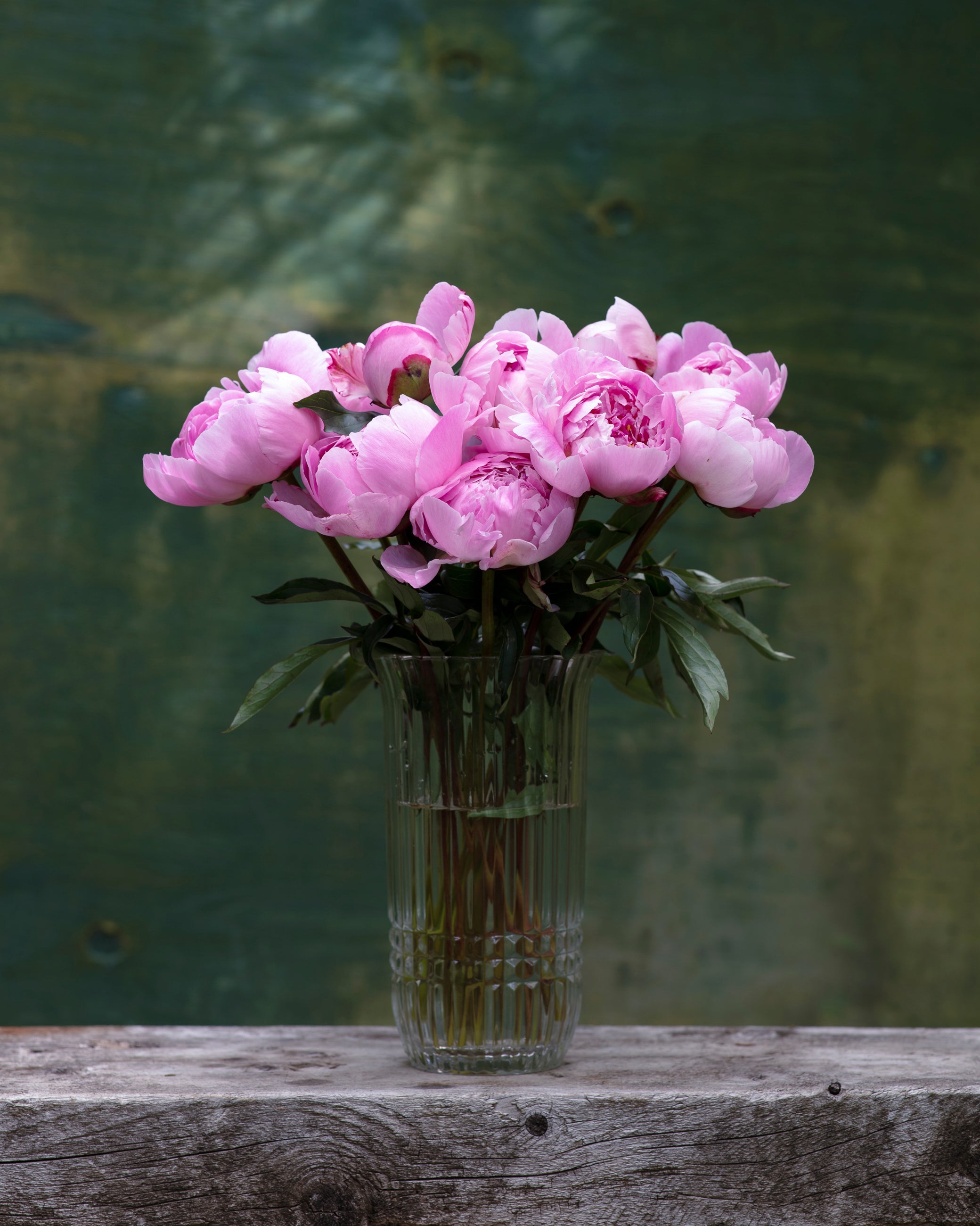 Pink Peony Box-Flower Box-Alaska Beauty Peony Coop-25 Stems-Standard-Alaska Beauty Peony Coop