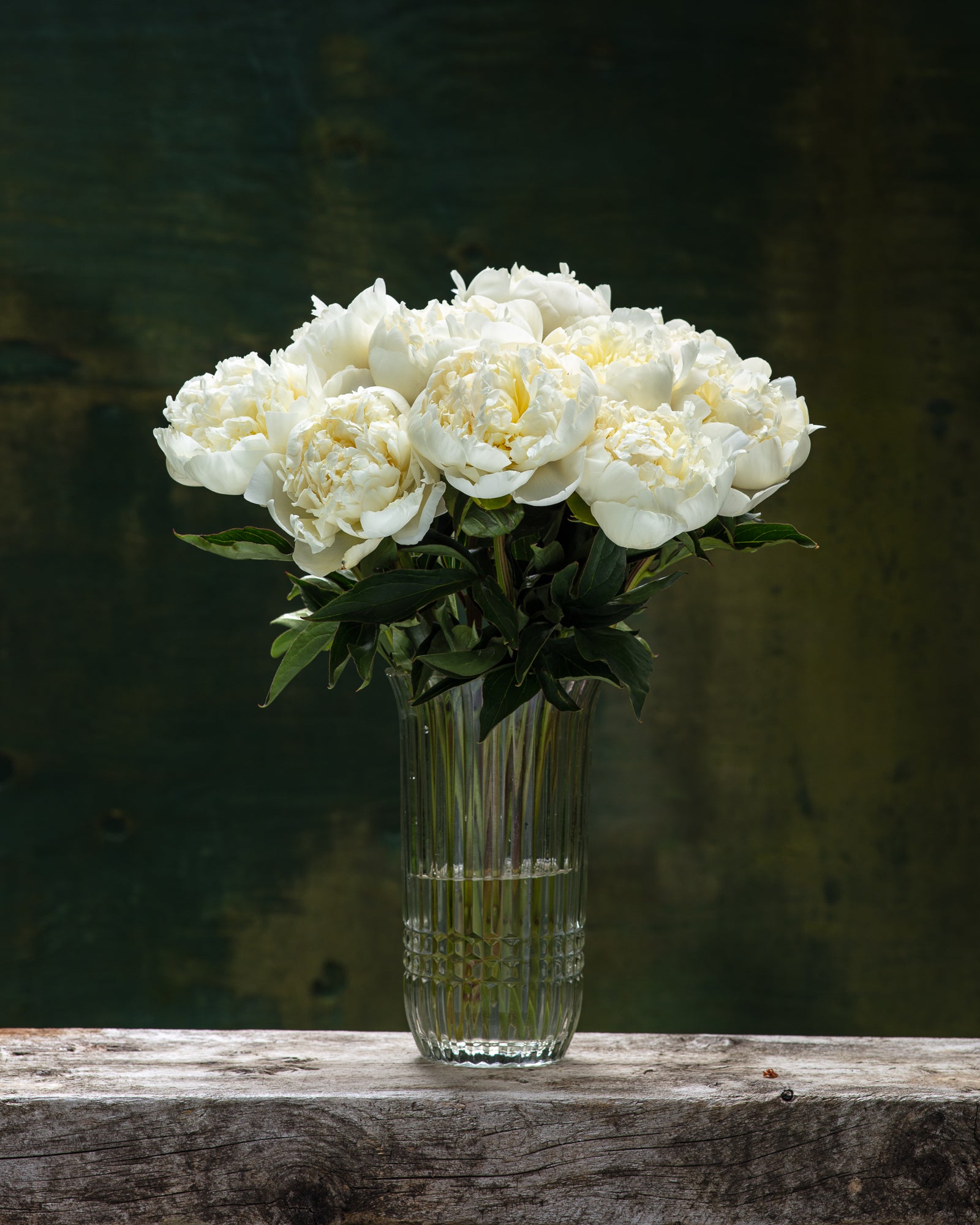 Duchesse de Nemours Peony Box - 25 Stems-Flower Box-Alaska Beauty Peony Coop-Alaska Beauty Peony Coop
