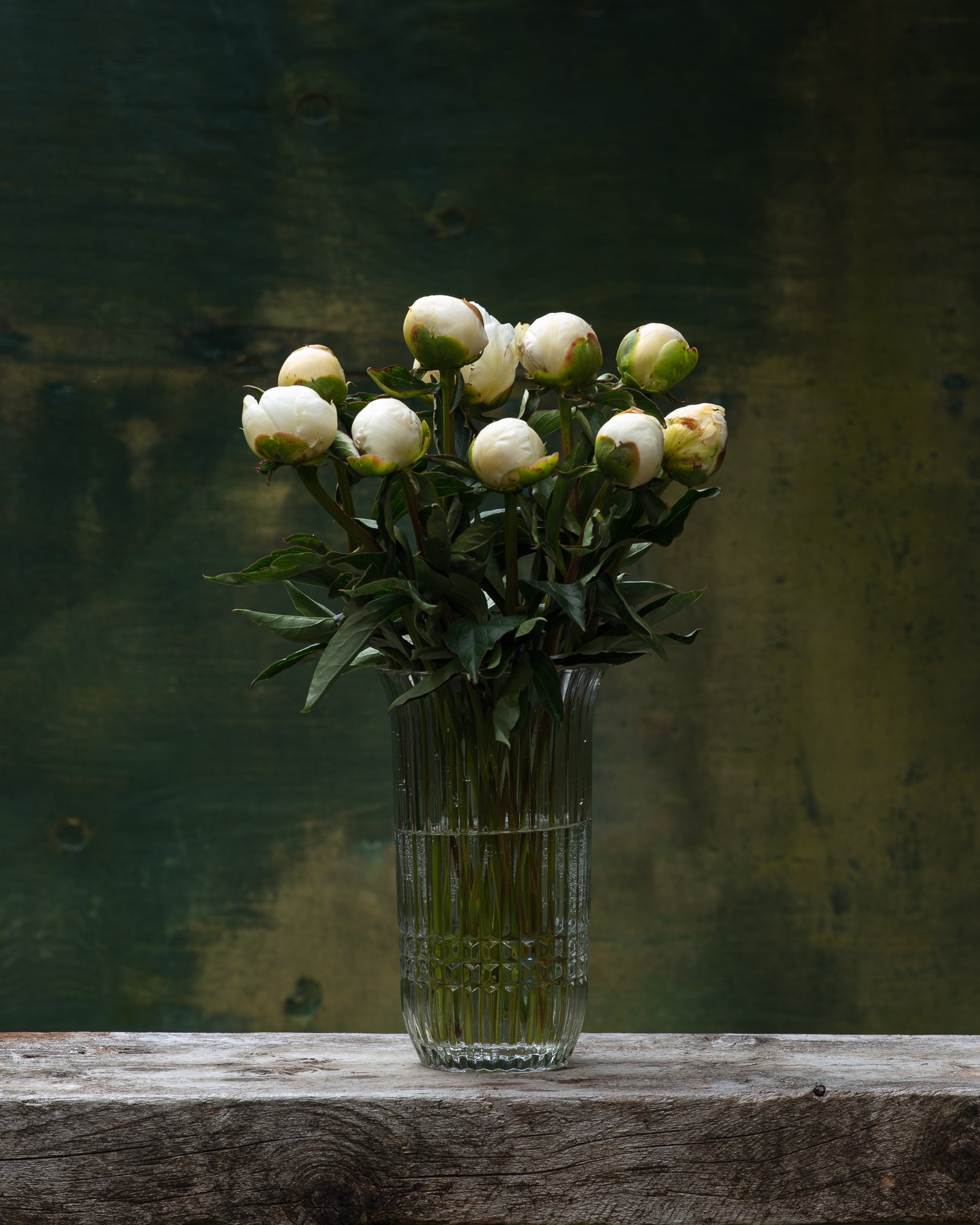 Duchesse de Nemours Peony Box - 25 Stems-Flower Box-Alaska Beauty Peony Coop-Alaska Beauty Peony Coop