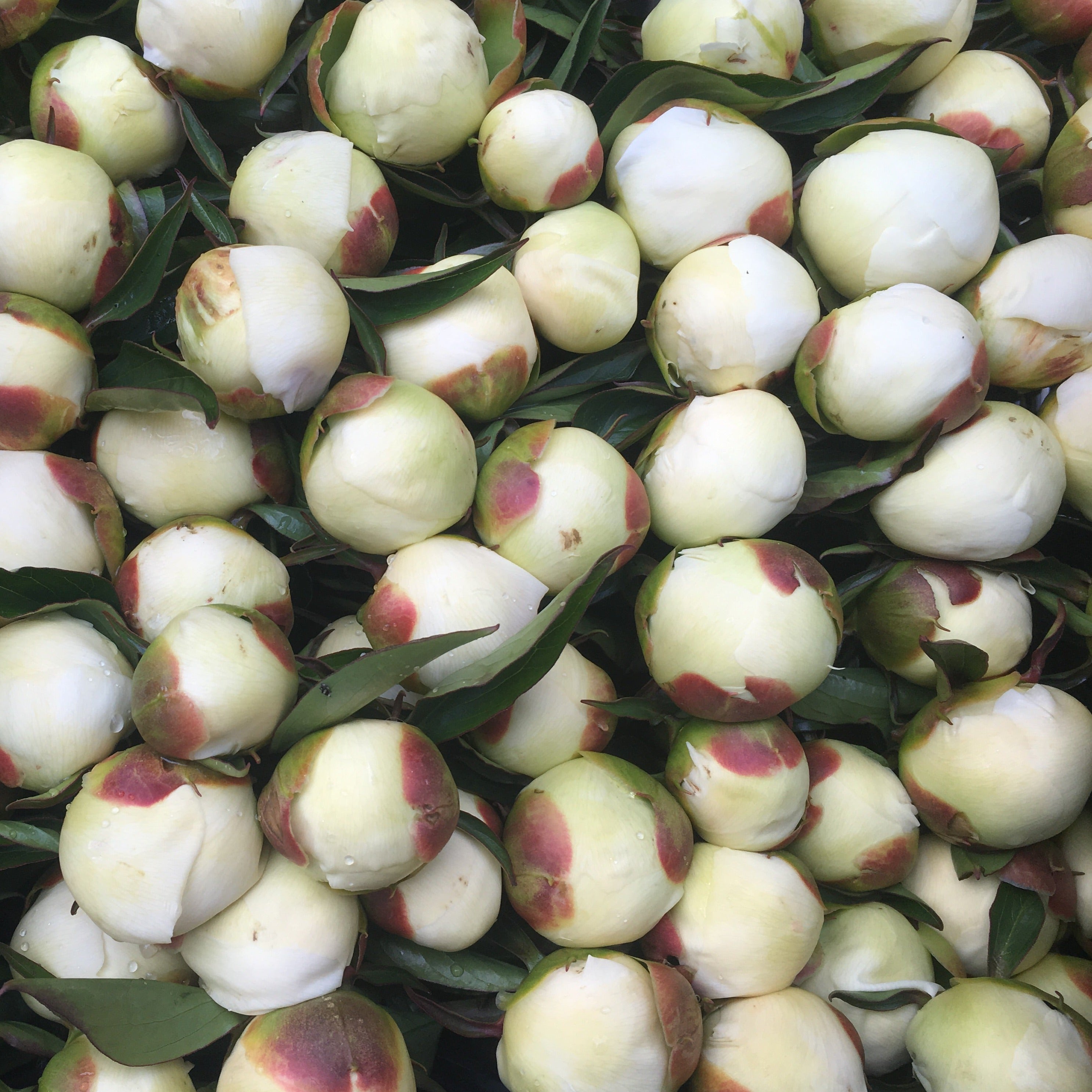 Wholesale Flower Box - 200 Standard Stems-Wholesale-Alaska Beauty Peony Coop-Alaska Beauty Peony Coop