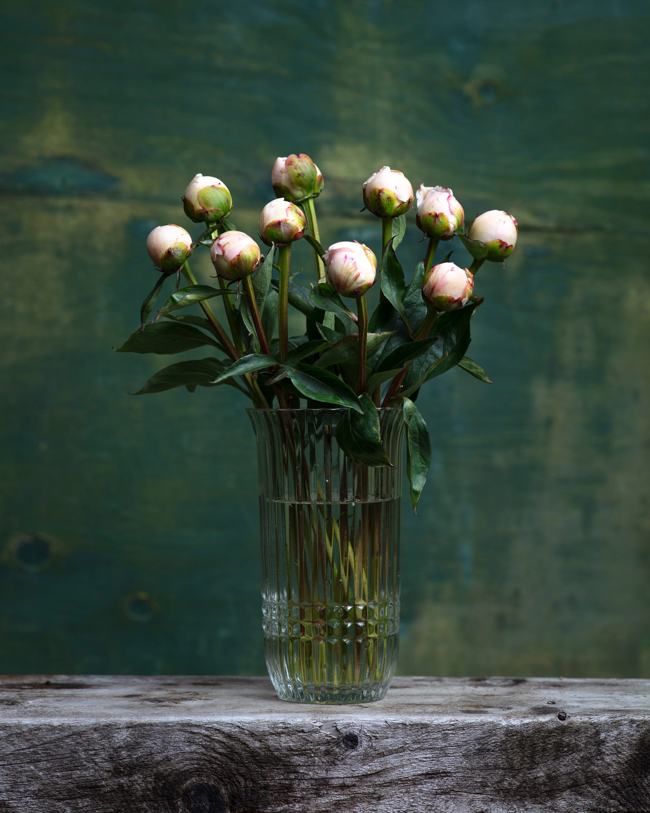 Blush Peony Box-Flower Box-Alaska Beauty Peony Coop-Alaska Beauty Peony Coop