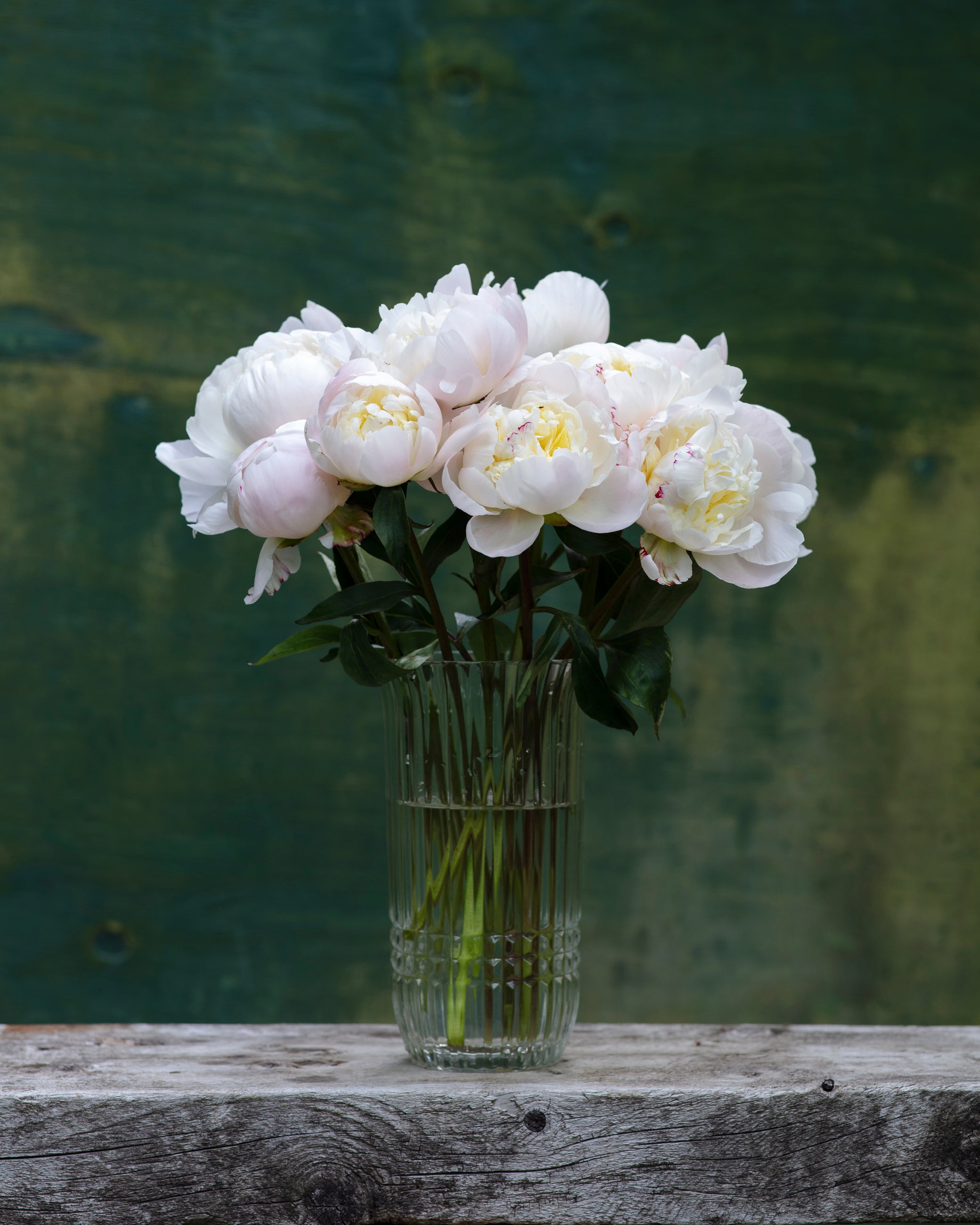 Blush Peony Box-Flower Box-Alaska Beauty Peony Coop-Alaska Beauty Peony Coop
